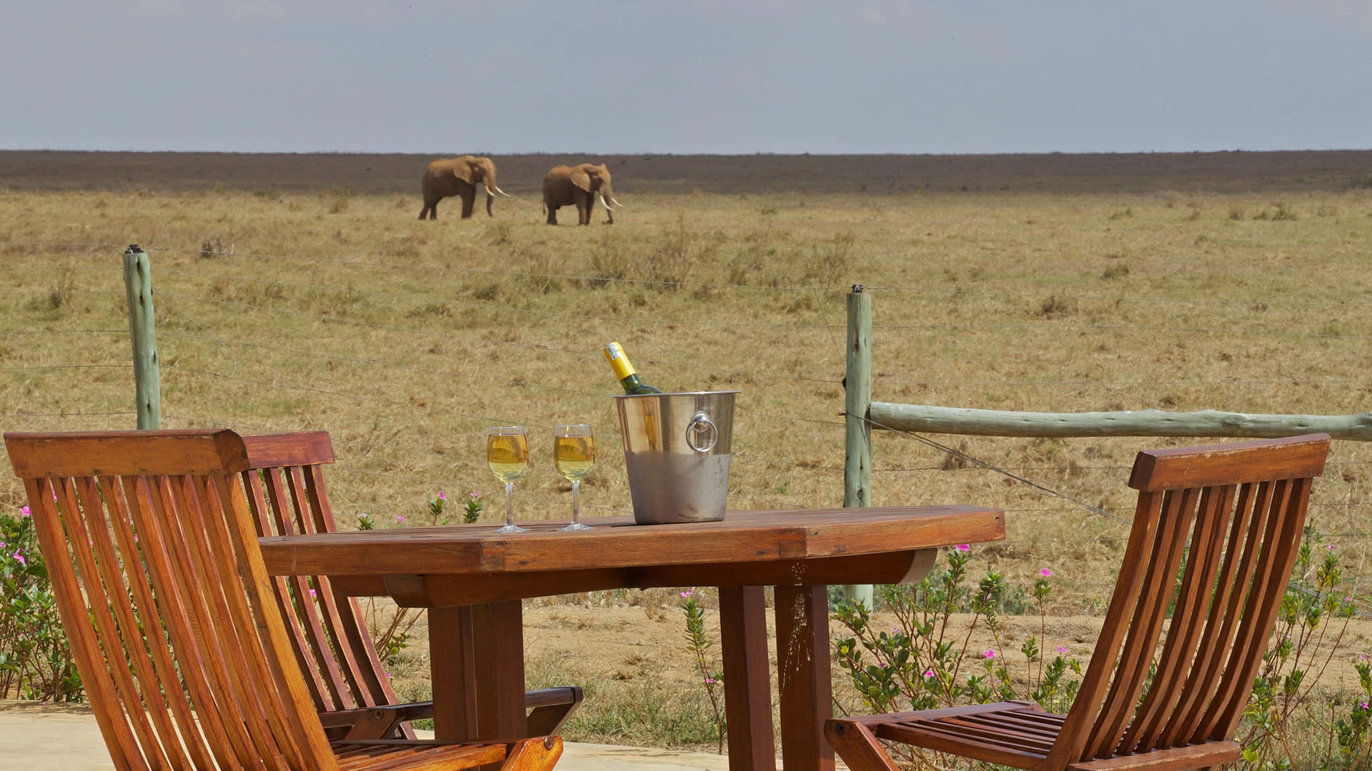 Elephants, Ashnil Aruba Lodge