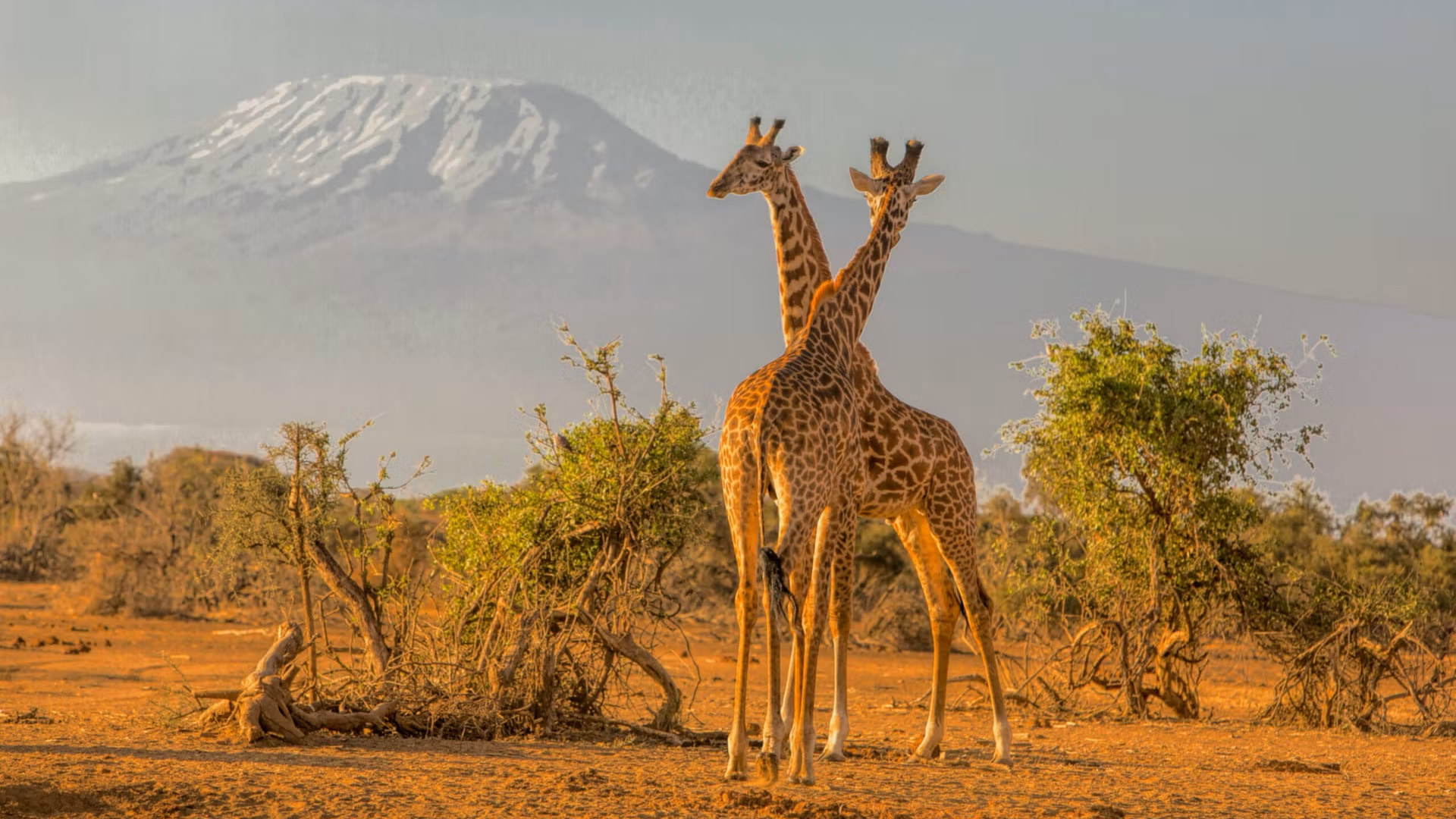 Amboseli National Park