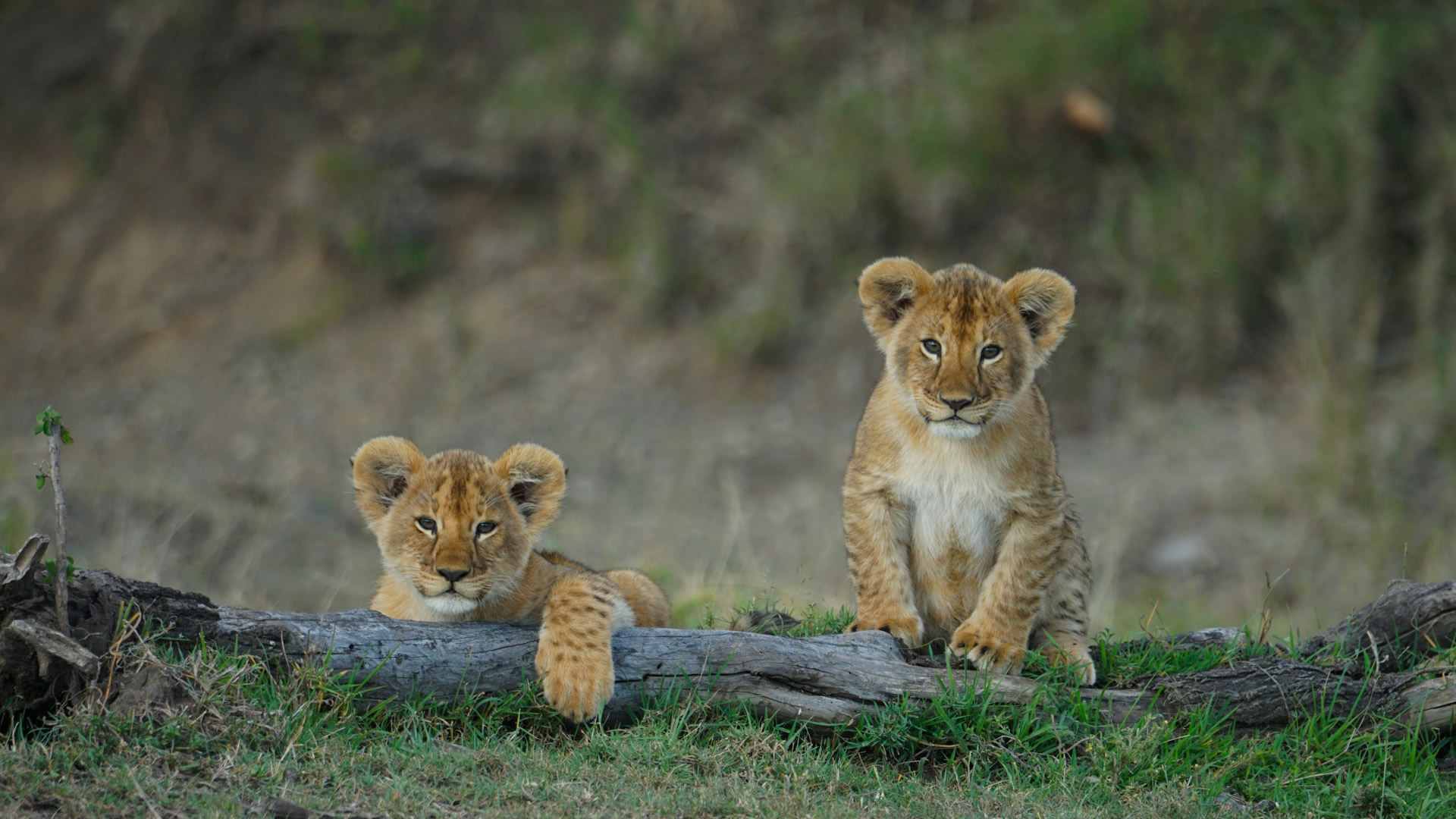 Amboseli National Park