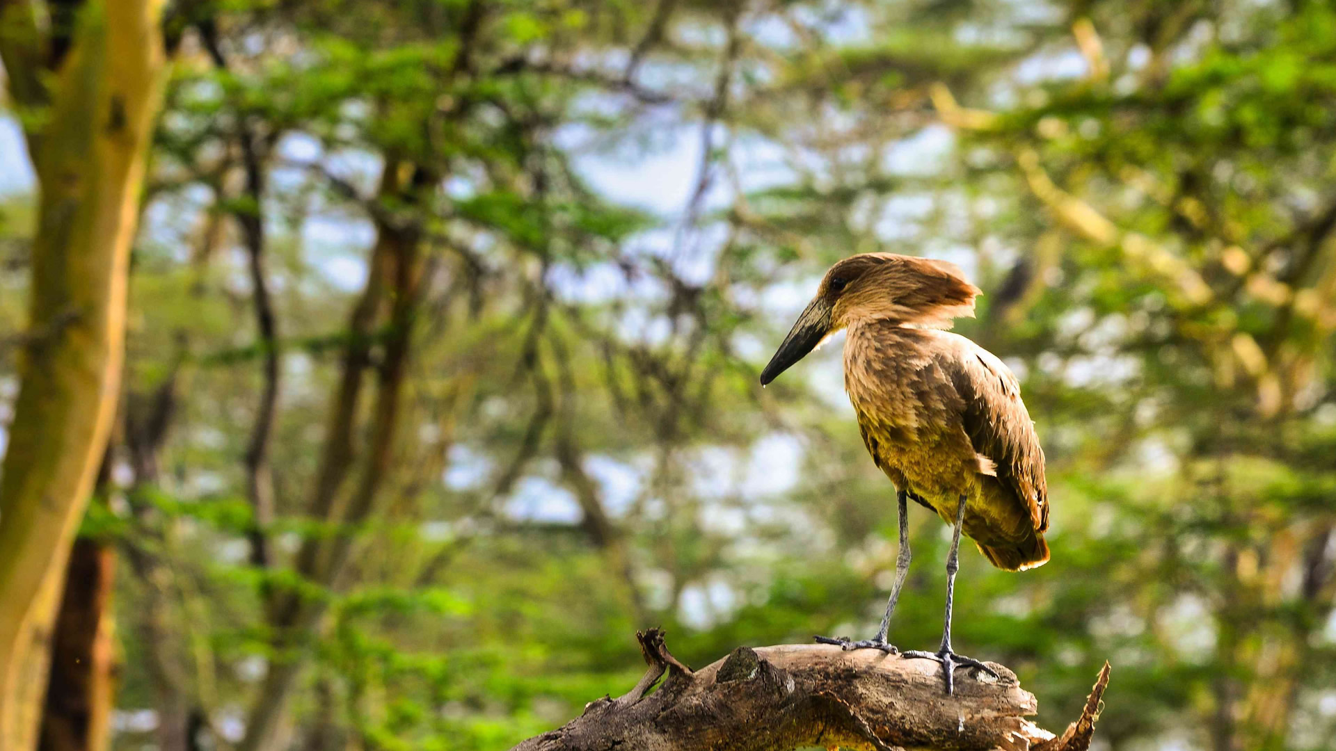 Amboseli National Park