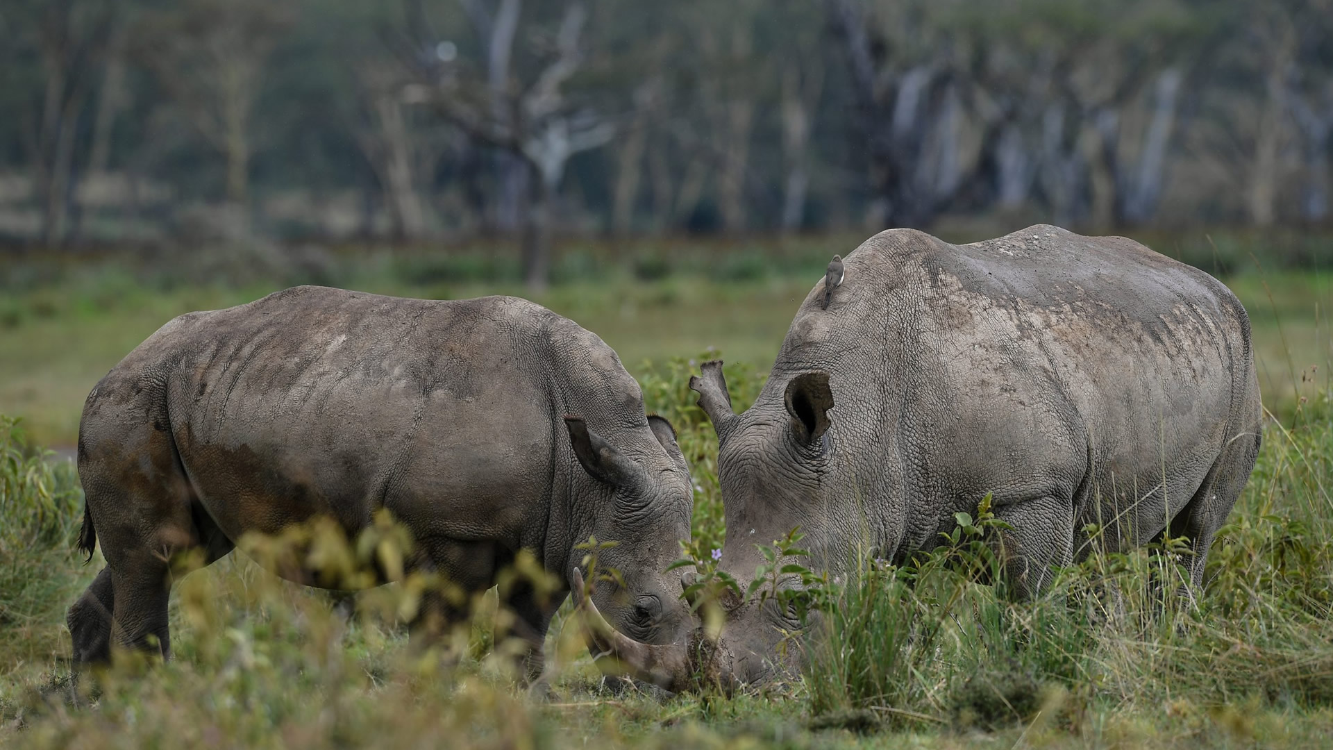 Lake Nakuru National Park