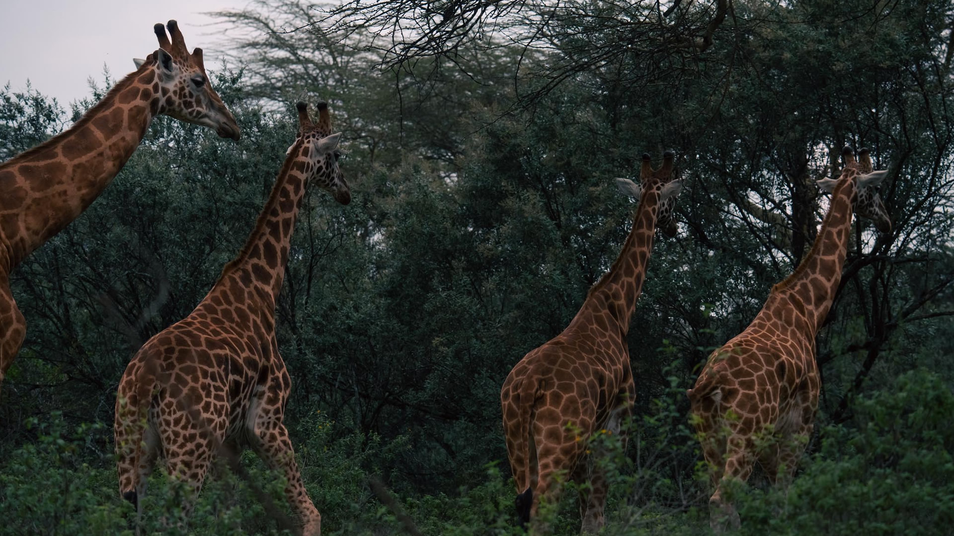 Lake Nakuru National Park