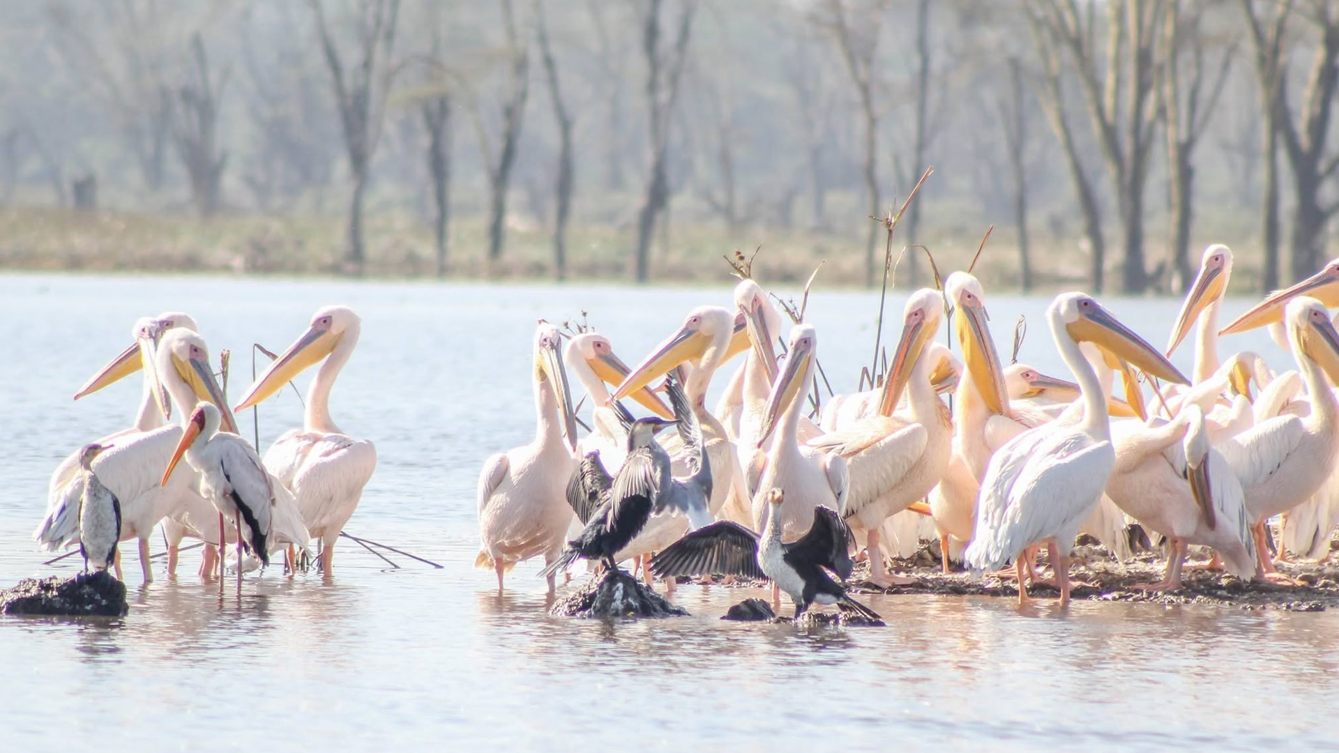 Lake Nakuru National Park