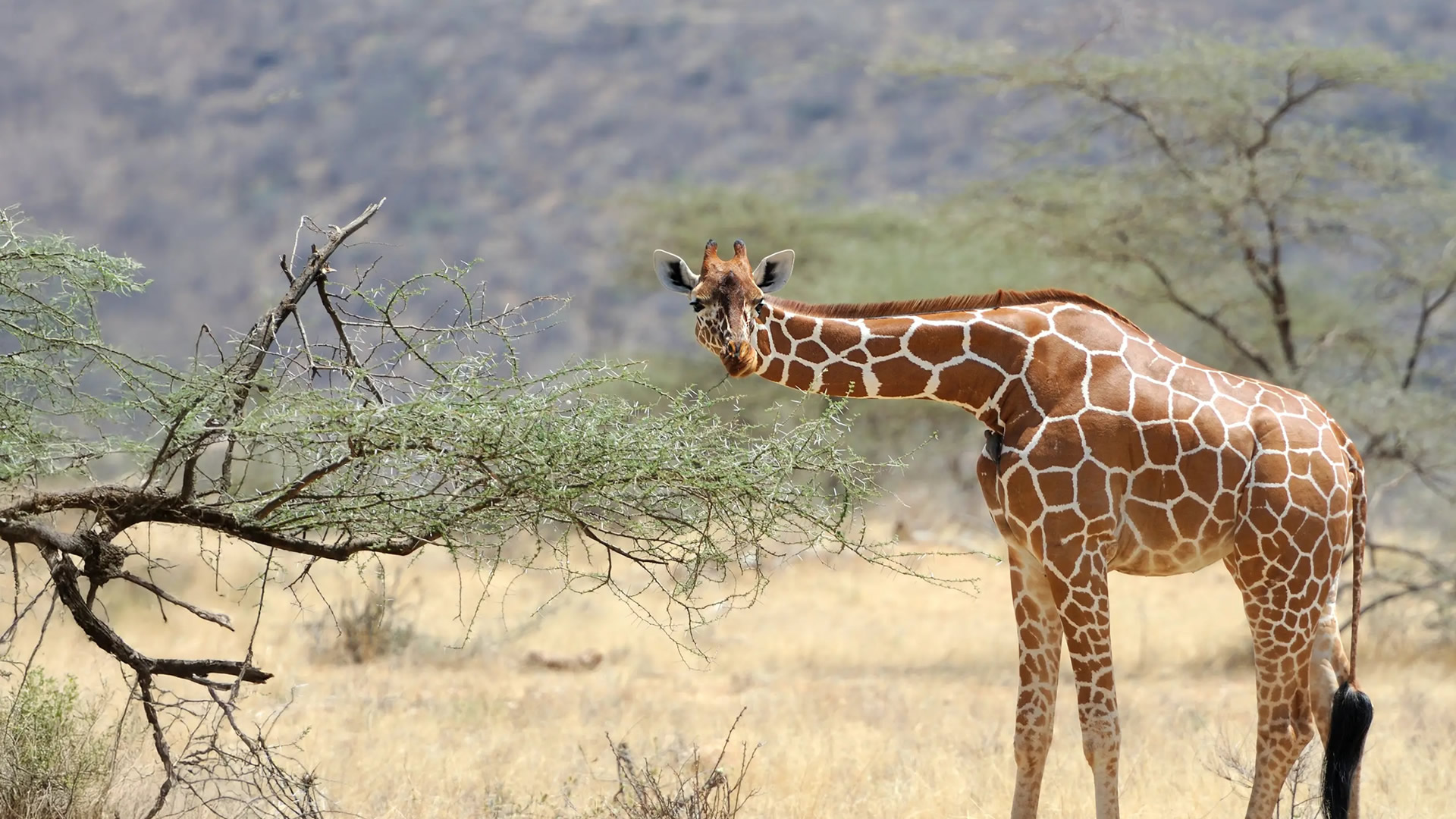 Lewa Wildlife Conservancy Lewa Wildlife Conservancy
