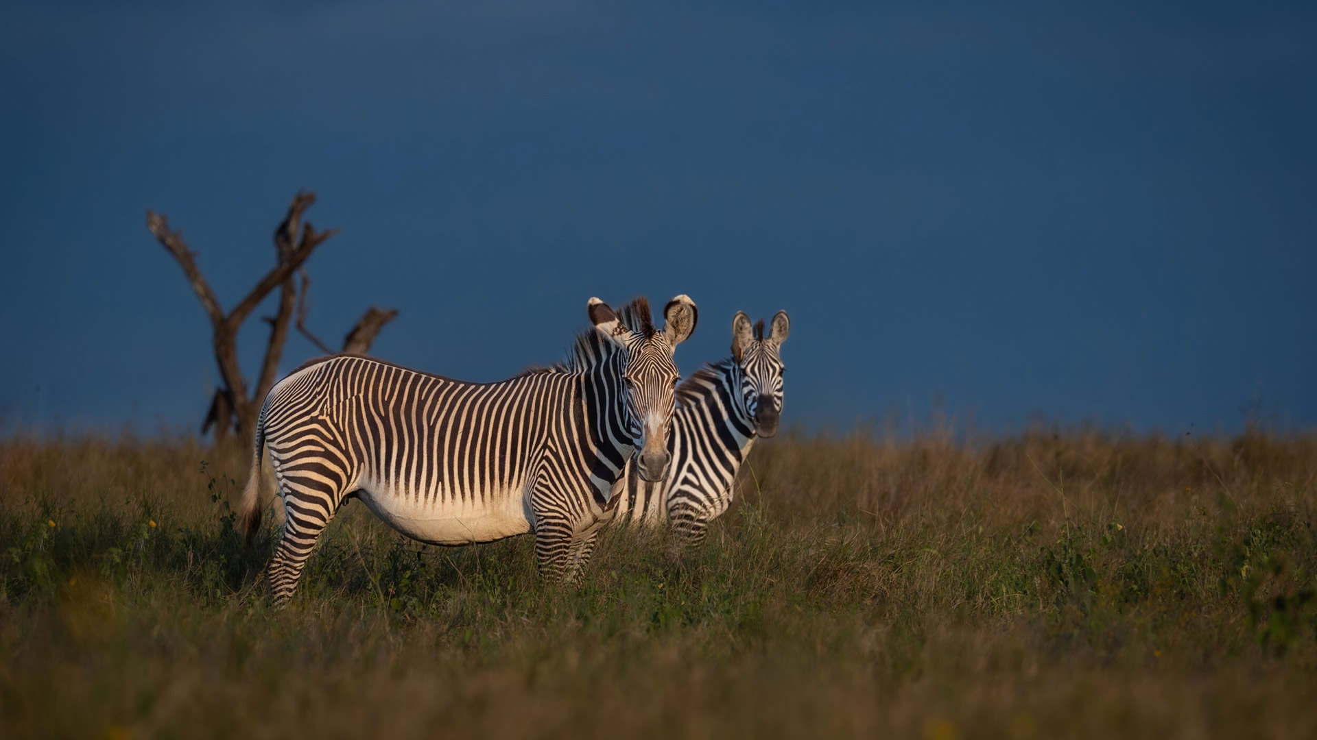 Lewa Wildlife Conservancy Lewa Wildlife Conservancy