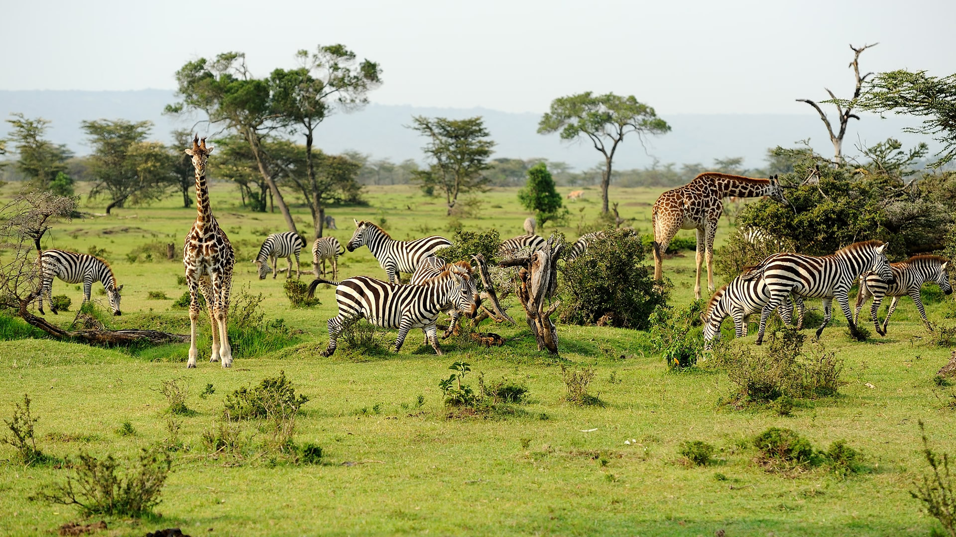 Maasai Mara Game Reserve