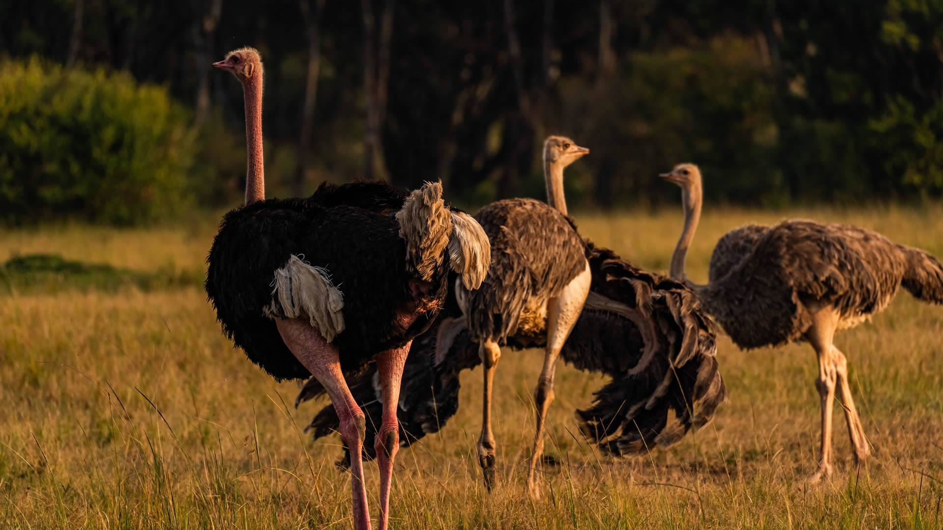 Maasai Mara Game Reserve