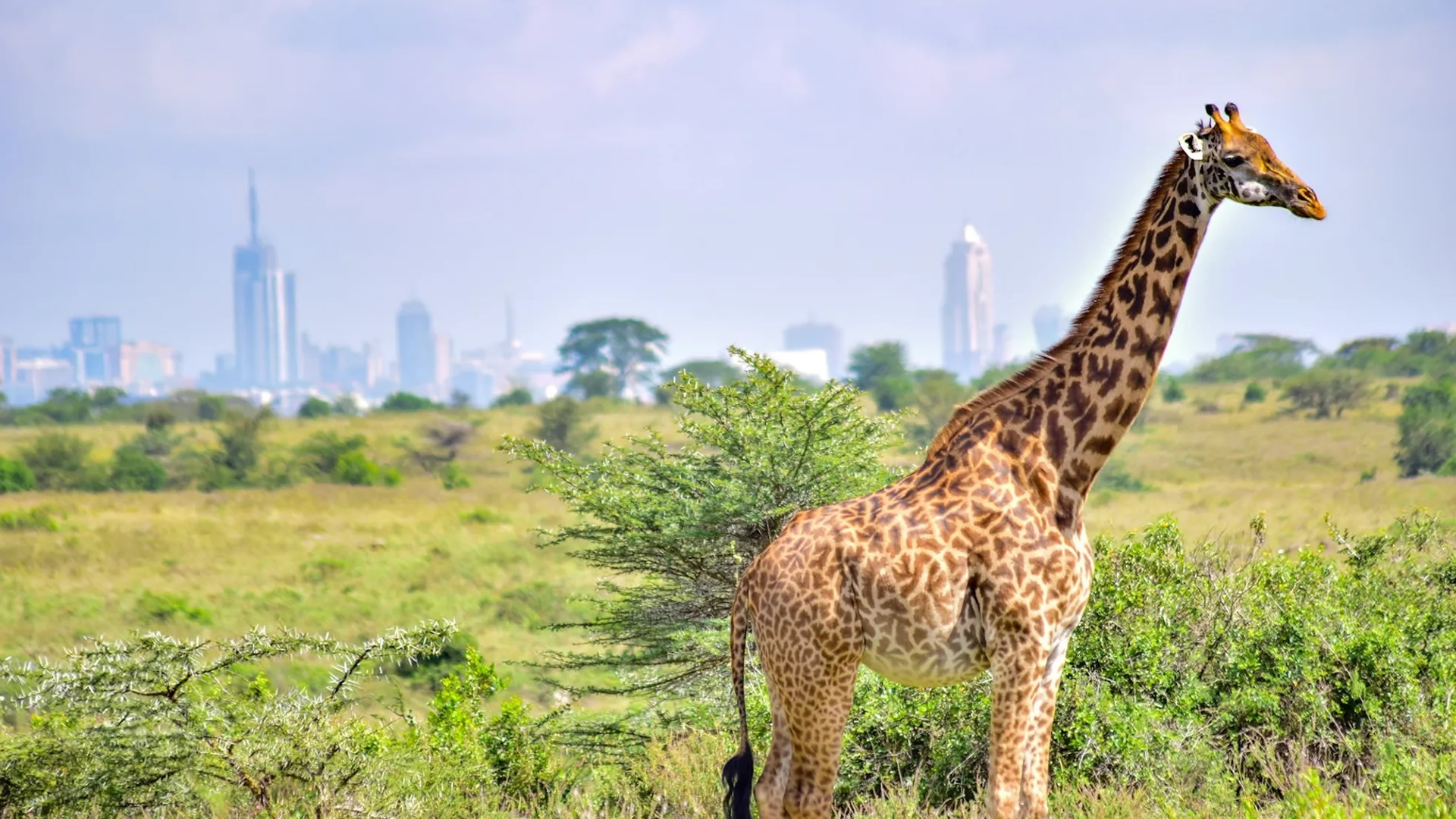 Nairobi National Park