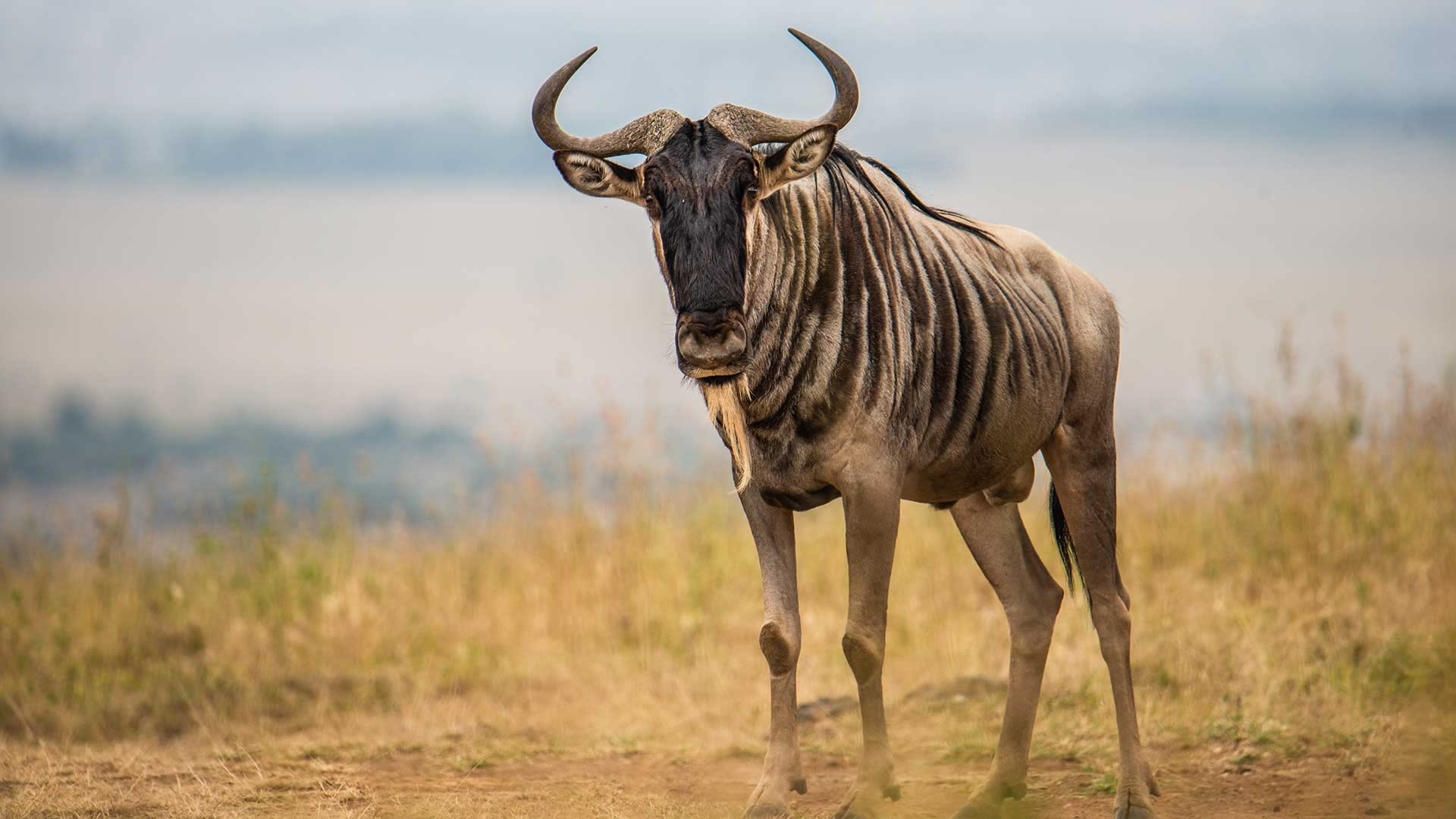 Nairobi National Park