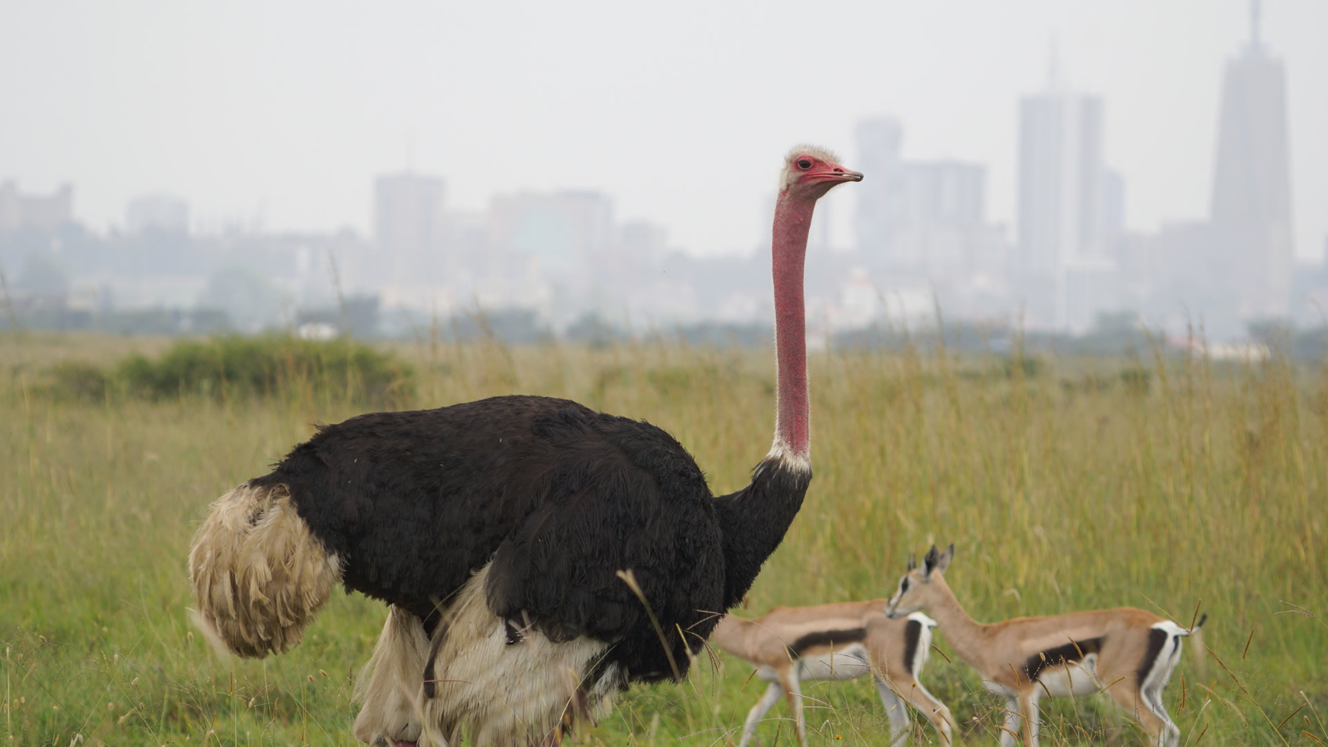 Nairobi National Park