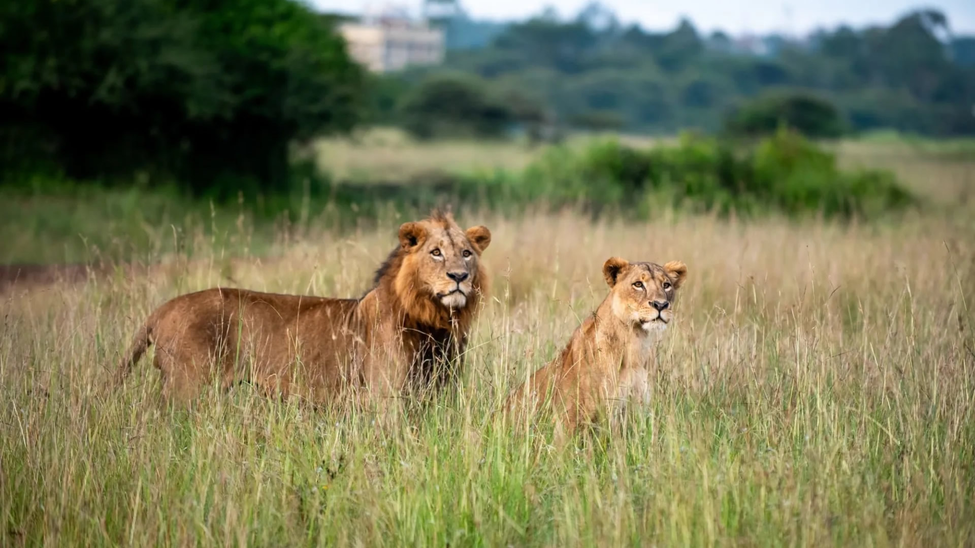 Nairobi National Park