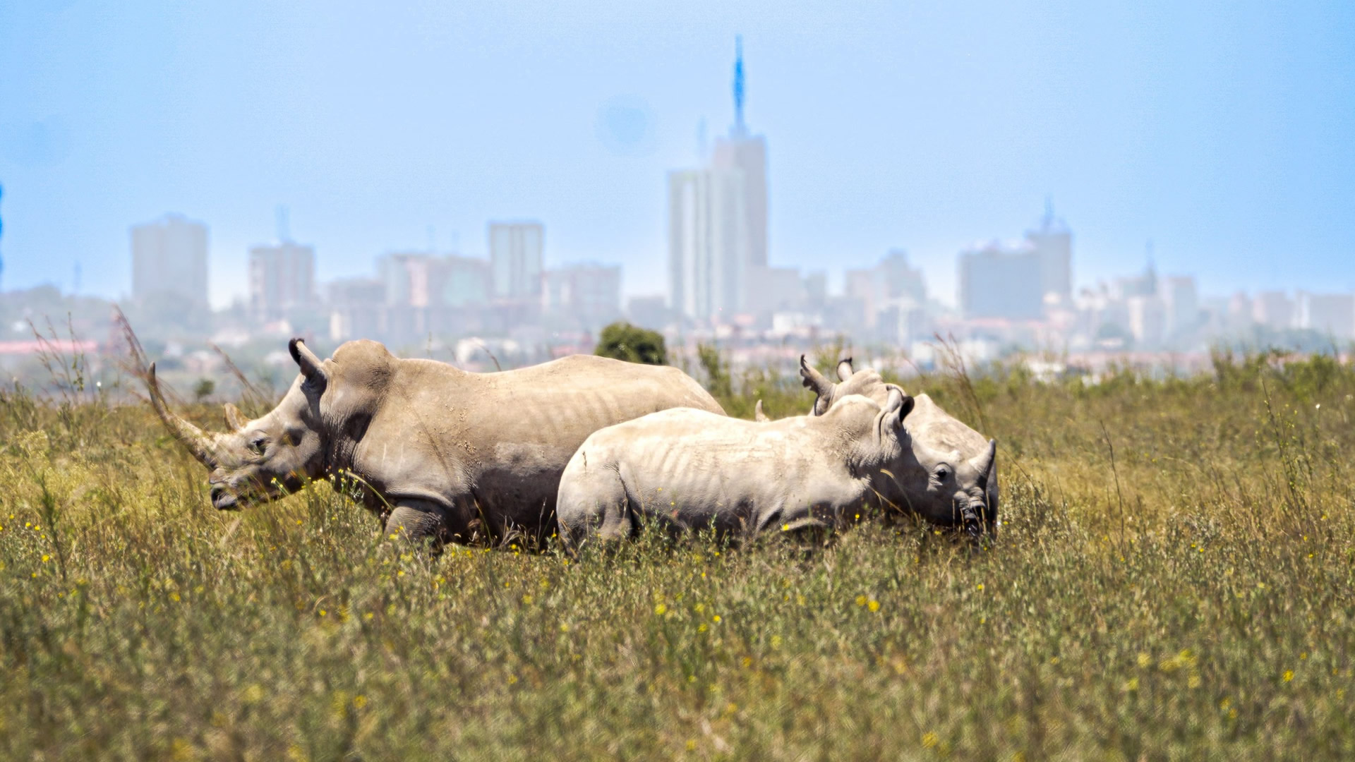 Nairobi National Park