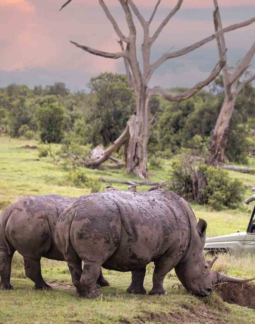 Ol Pejeta Conservancy