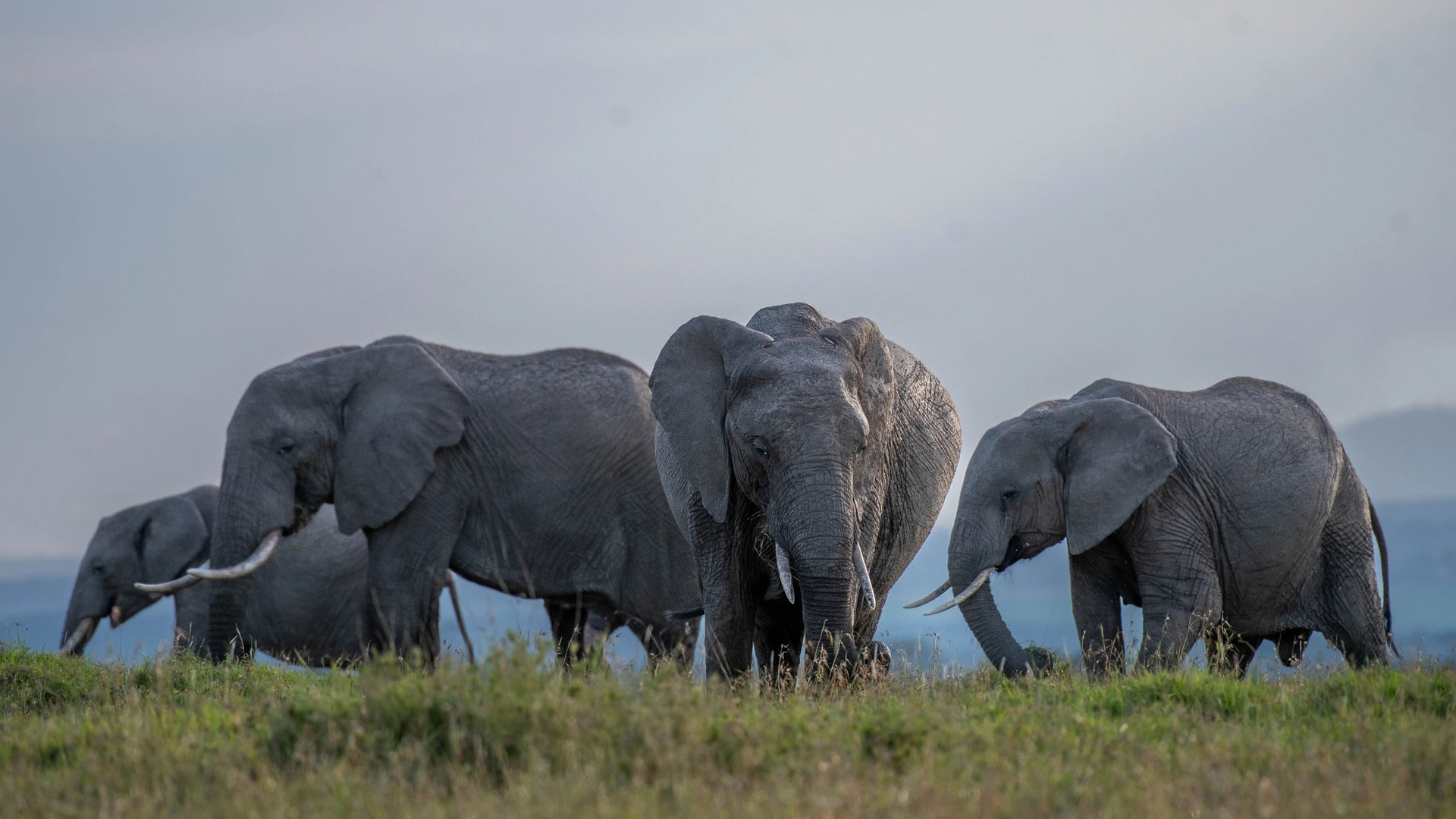 Ol Pejeta Conservancy
