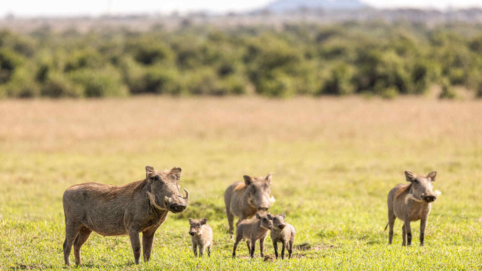 Ol Pejeta Conservancy