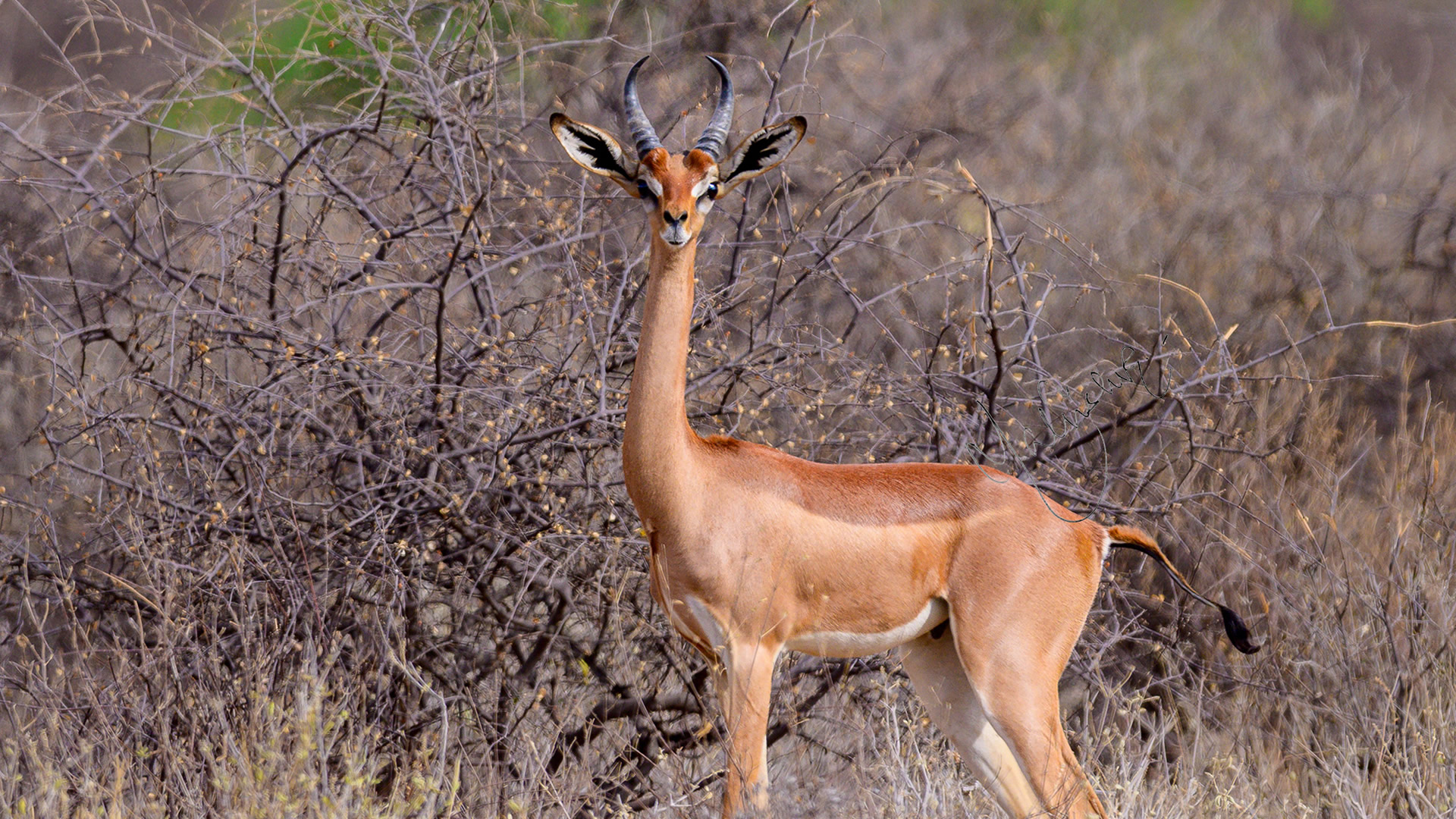 Samburu National Reserve