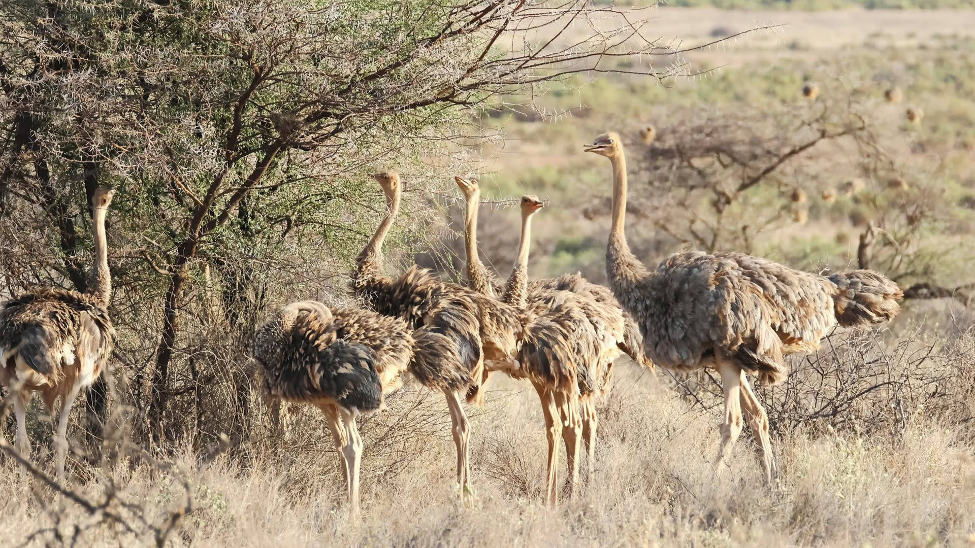 Samburu National Reserve