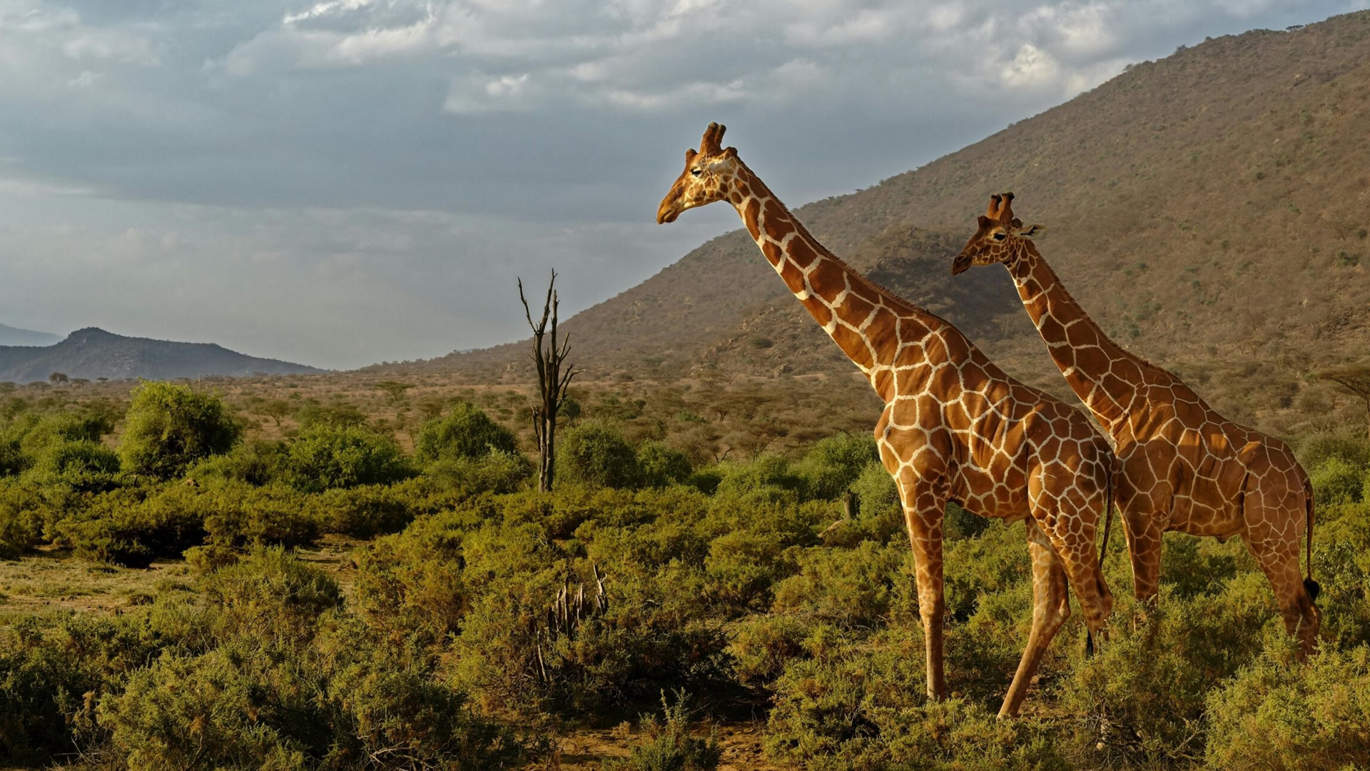 Samburu National Reserve