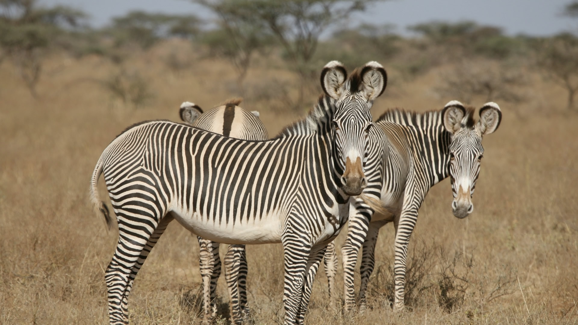 Samburu National Reserve