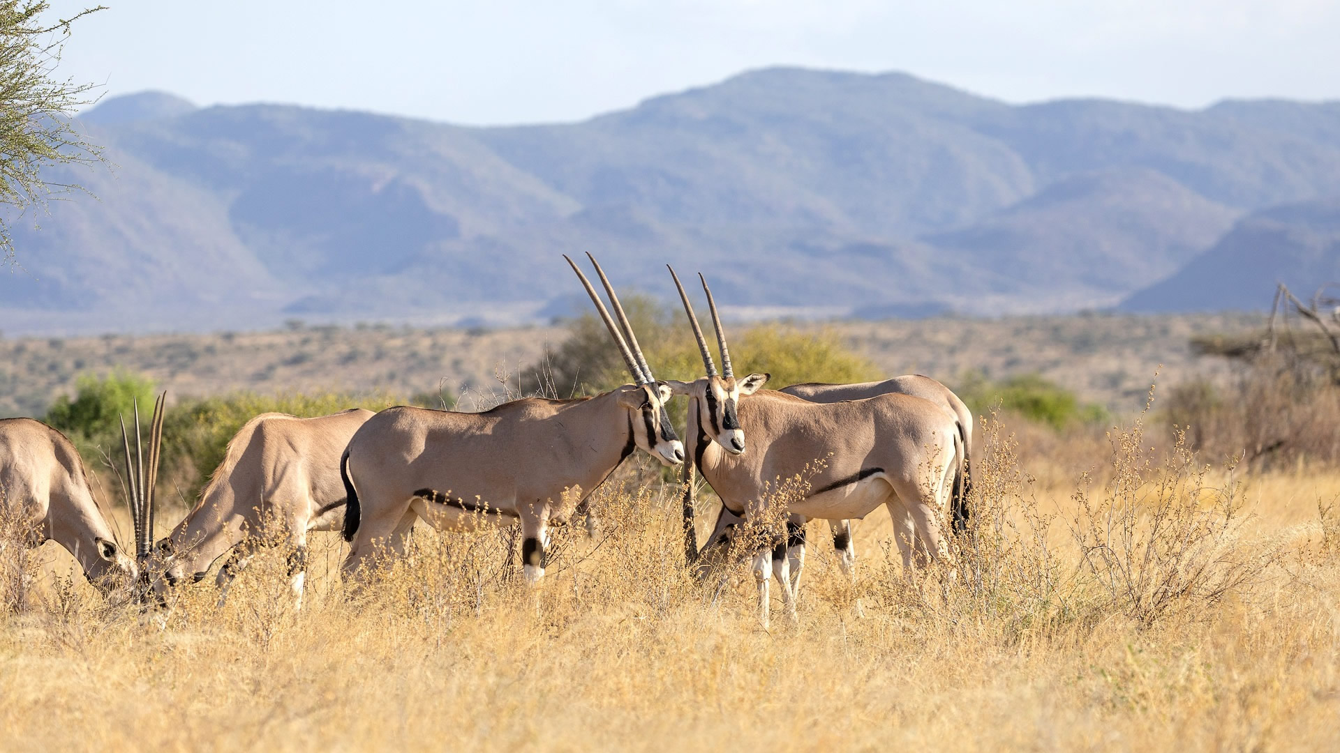 Samburu National Reserve