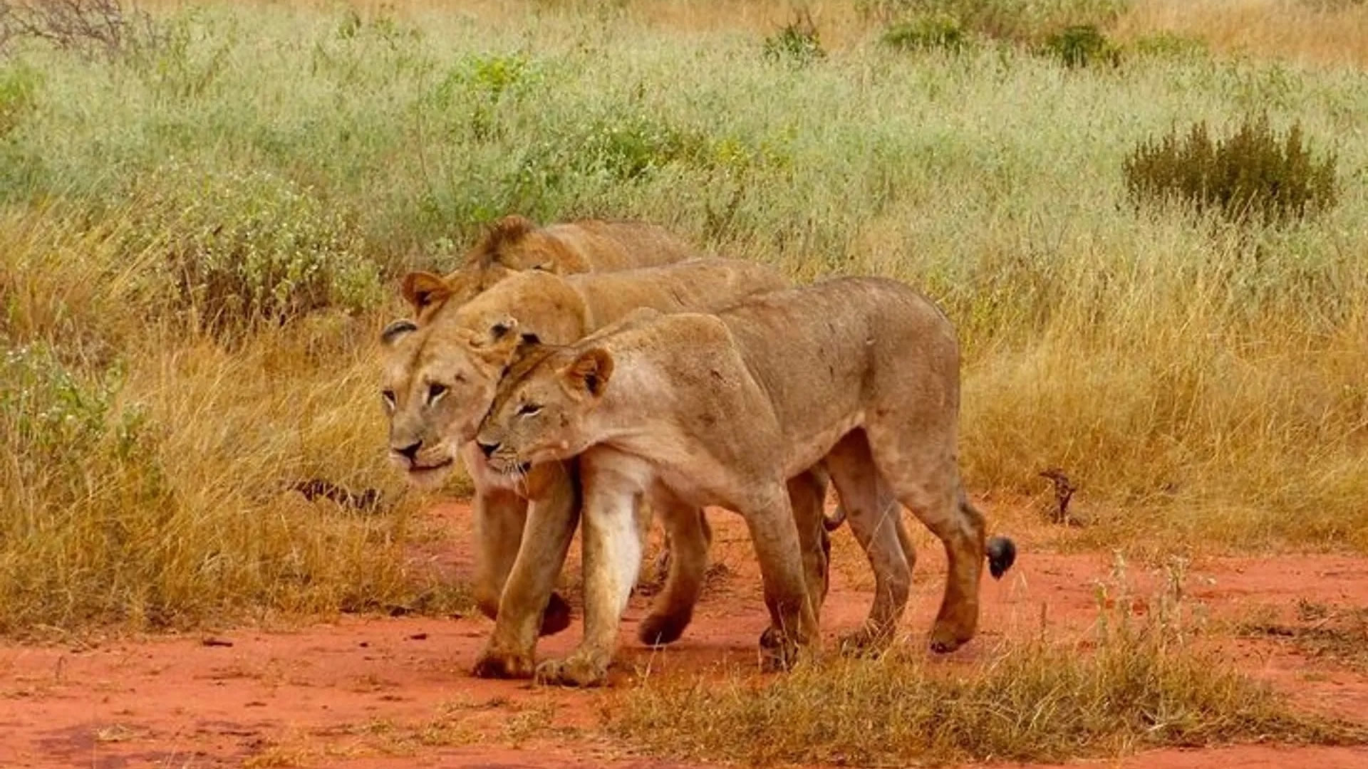 Tsavo East National Park