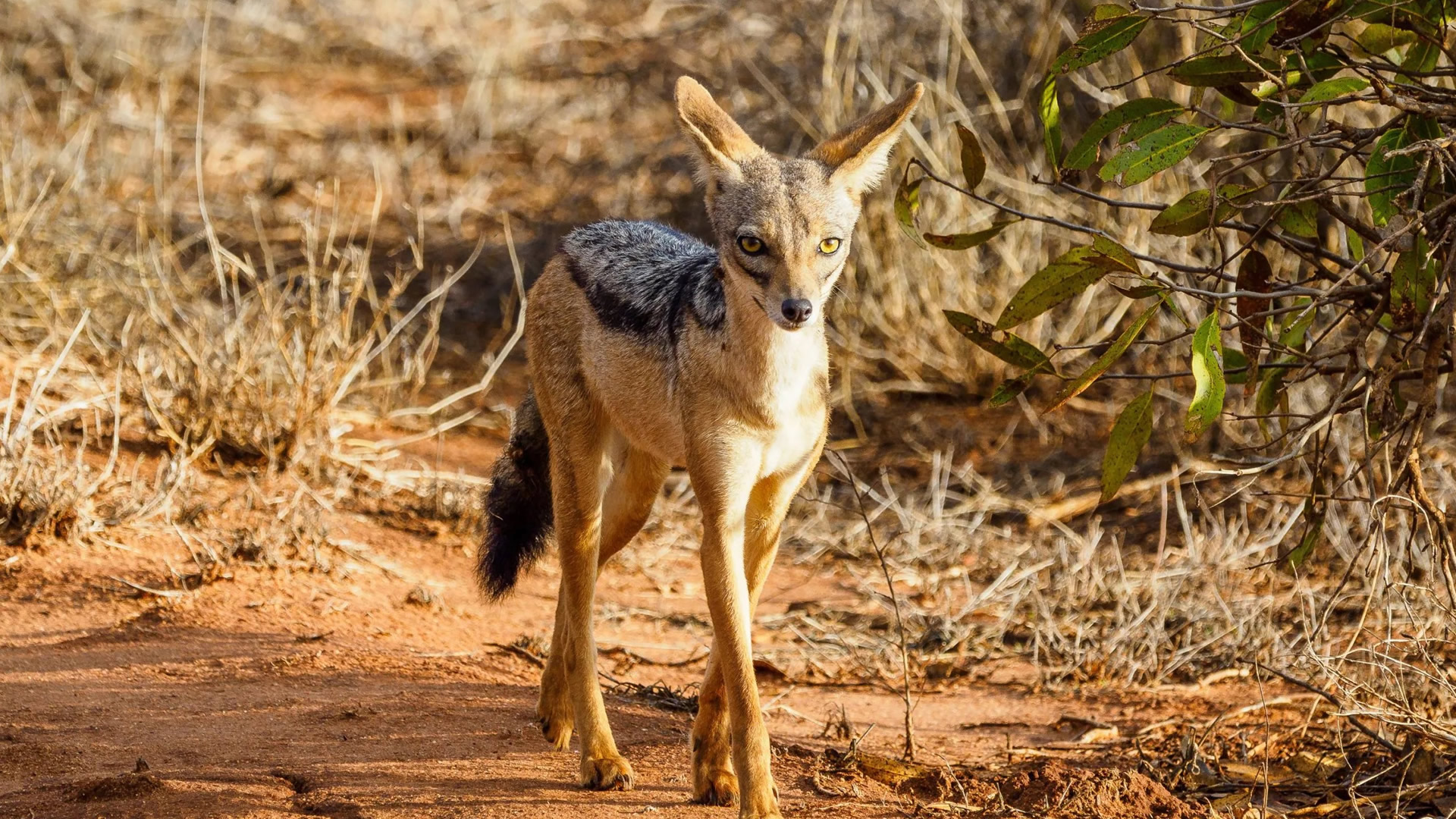 Tsavo East National Park