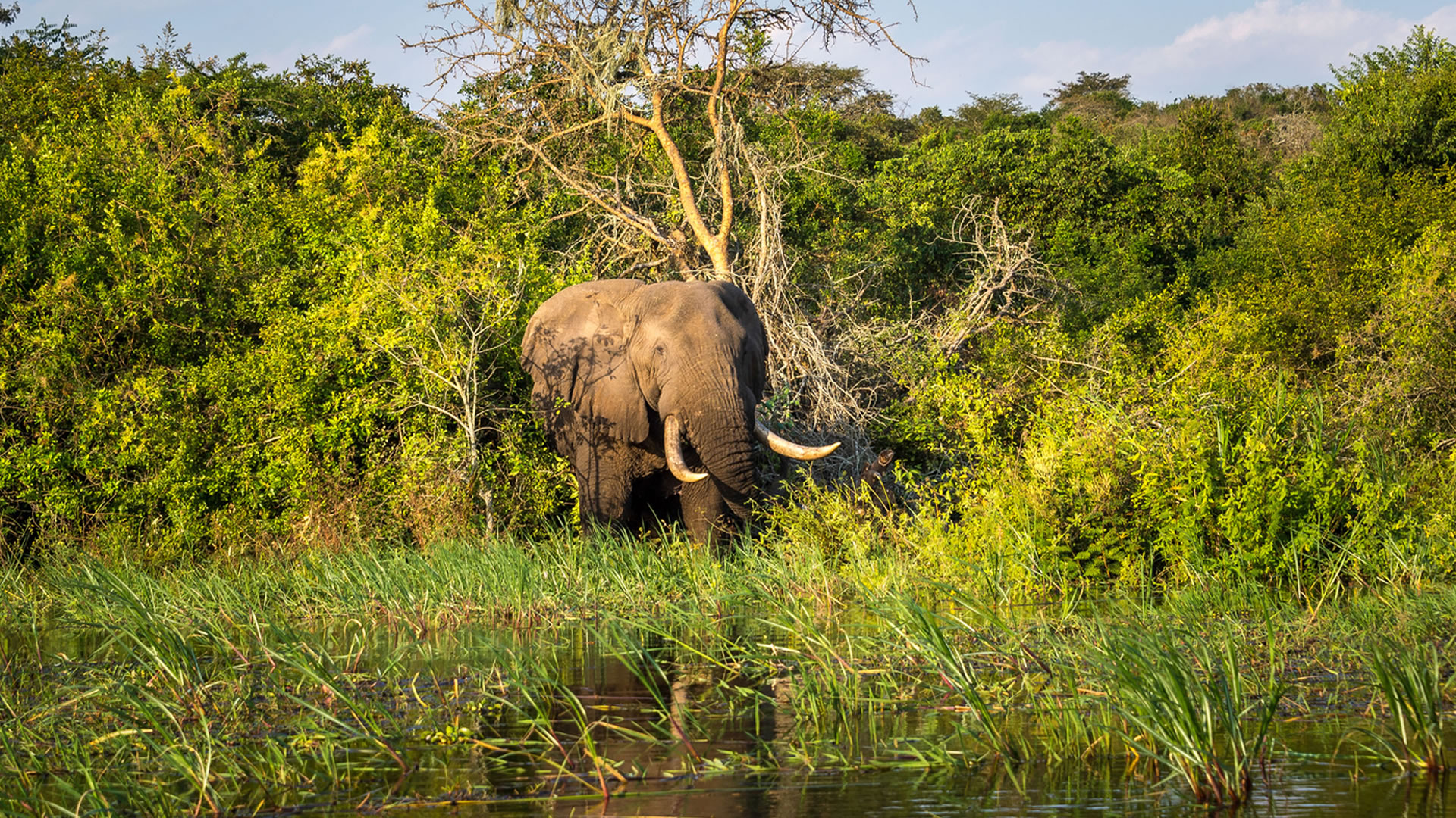 Savannah landscape in Akagera National Park with Lake Ihema and papyrus wetlands beyond
