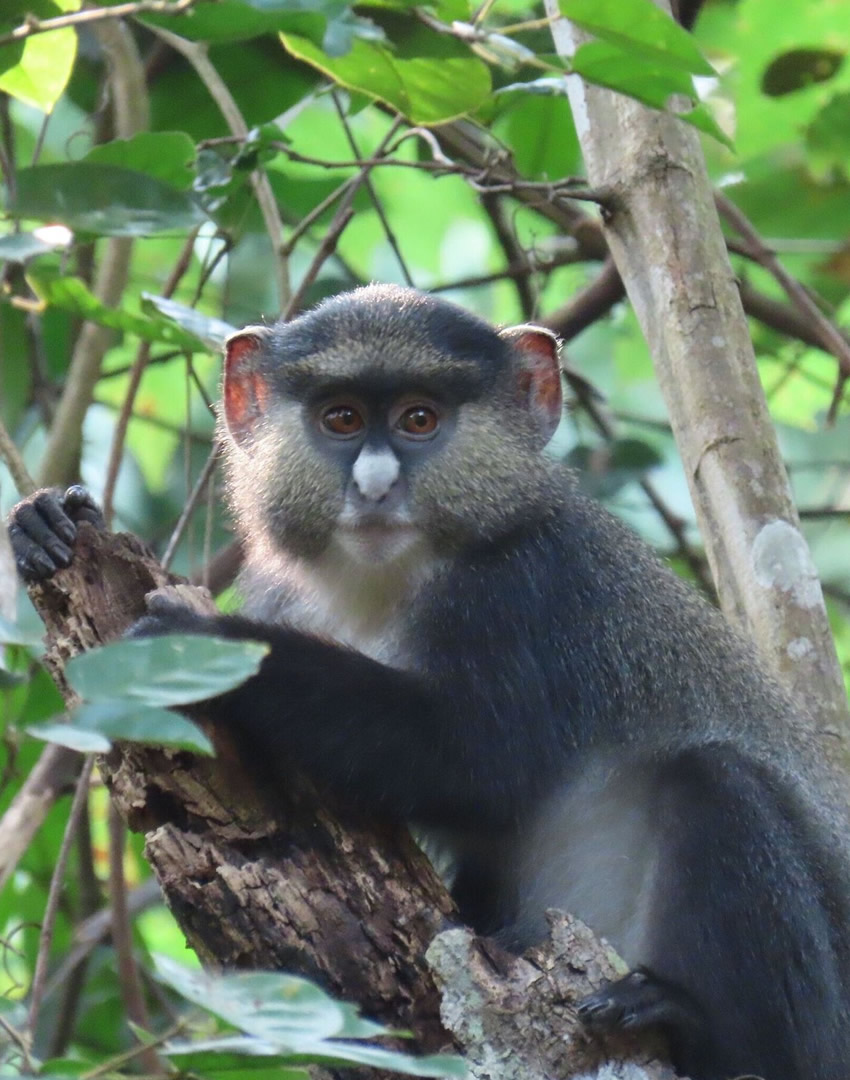 Gombe National Park