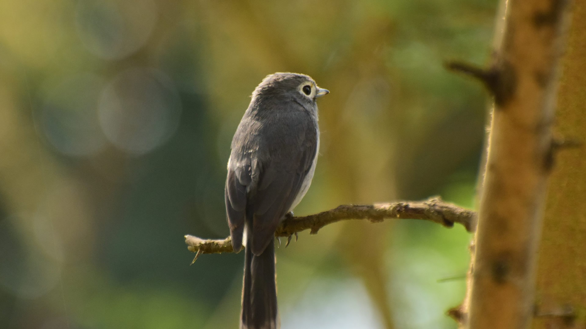 Gombe National Park