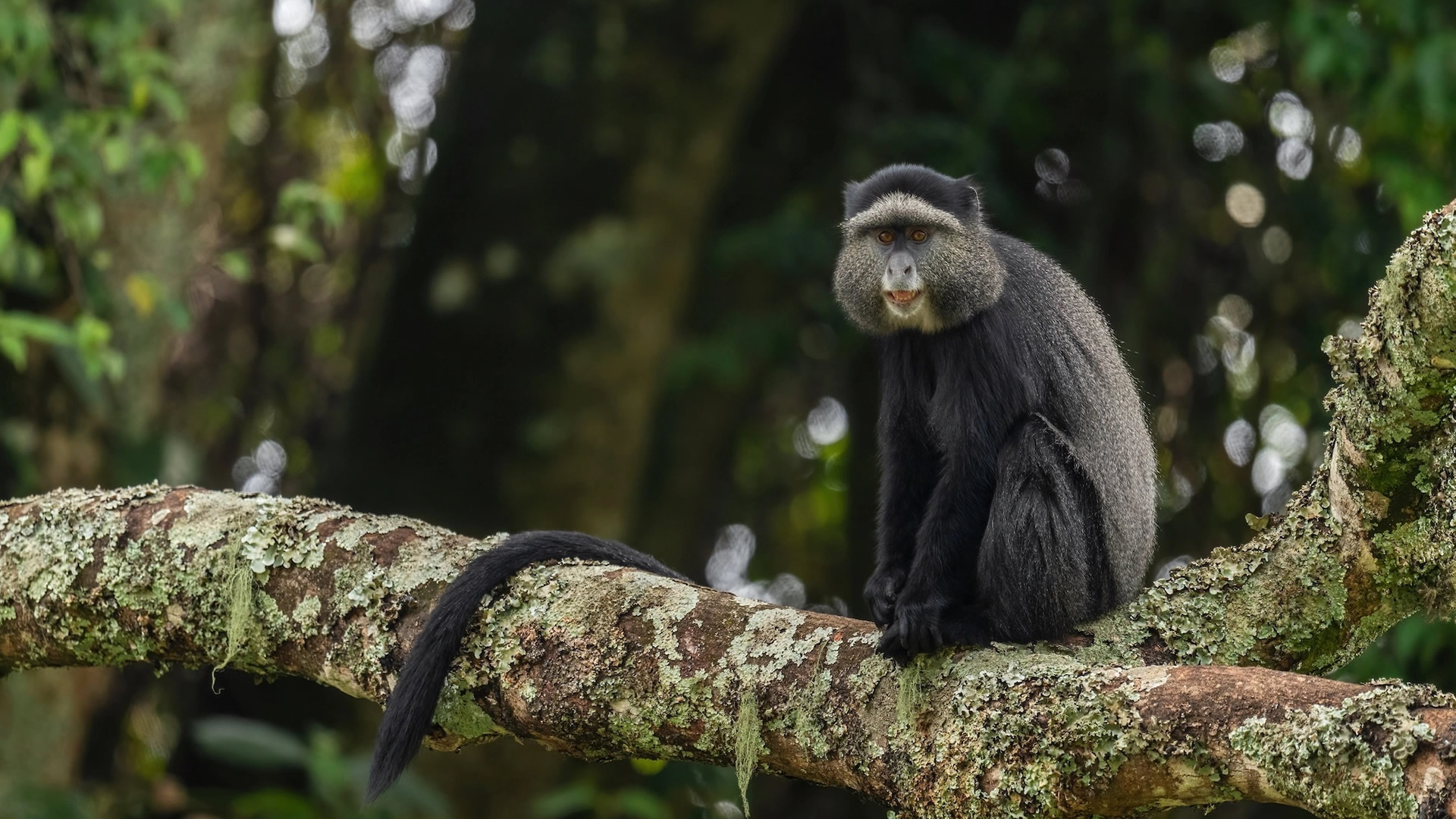 Gombe National Park