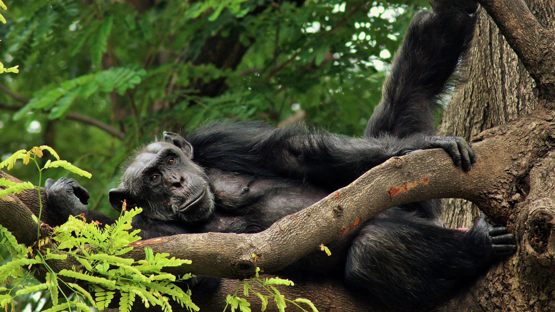 Gombe National Park