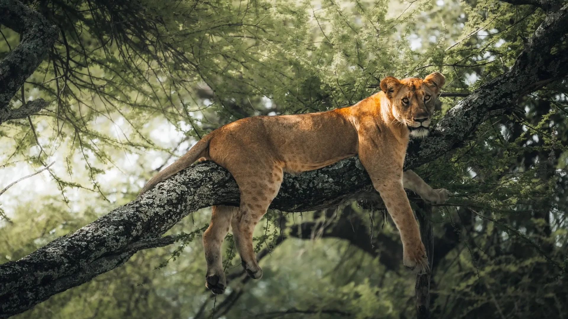 Lake Manyara National Park