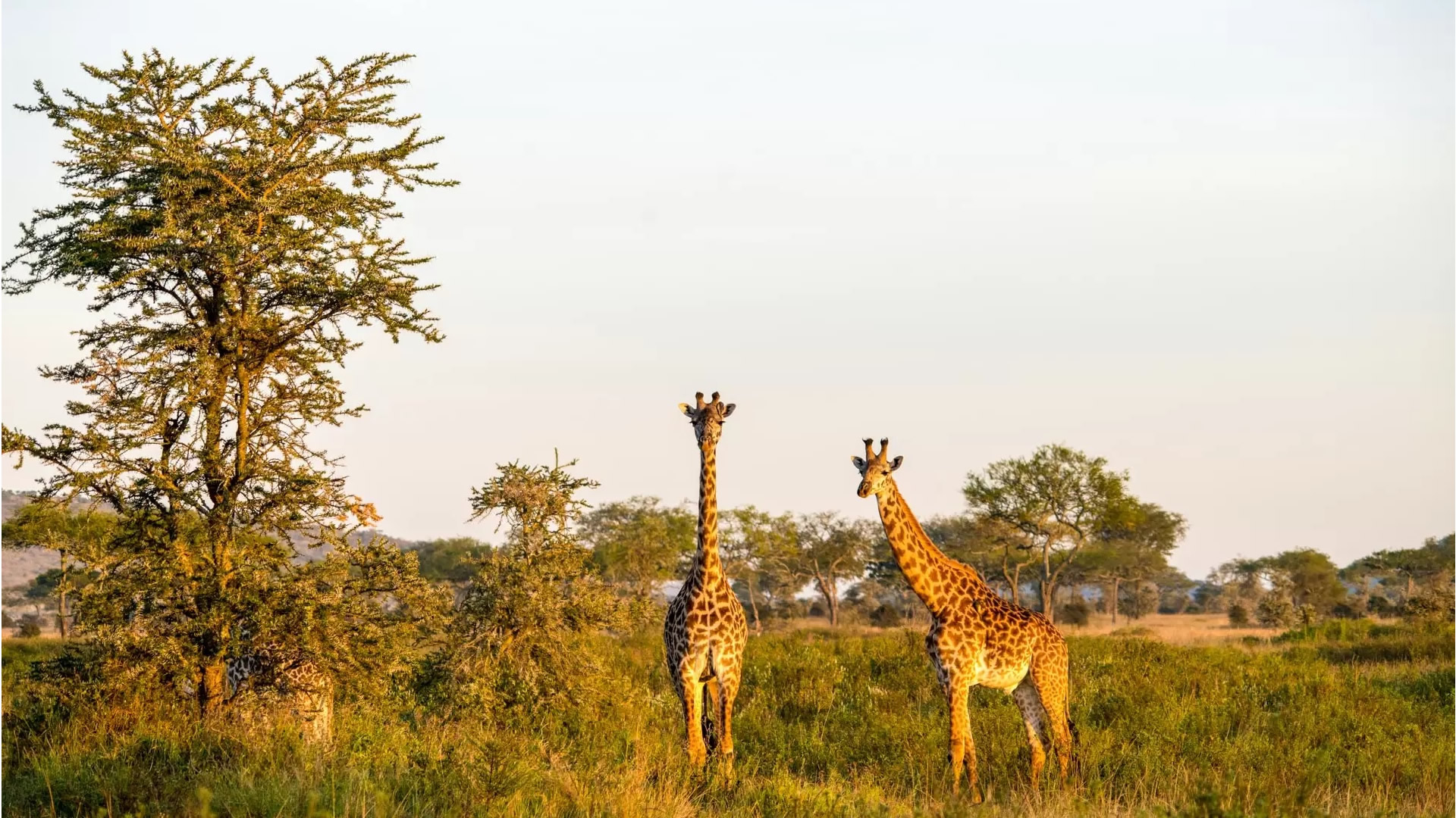 Lake Manyara National Park