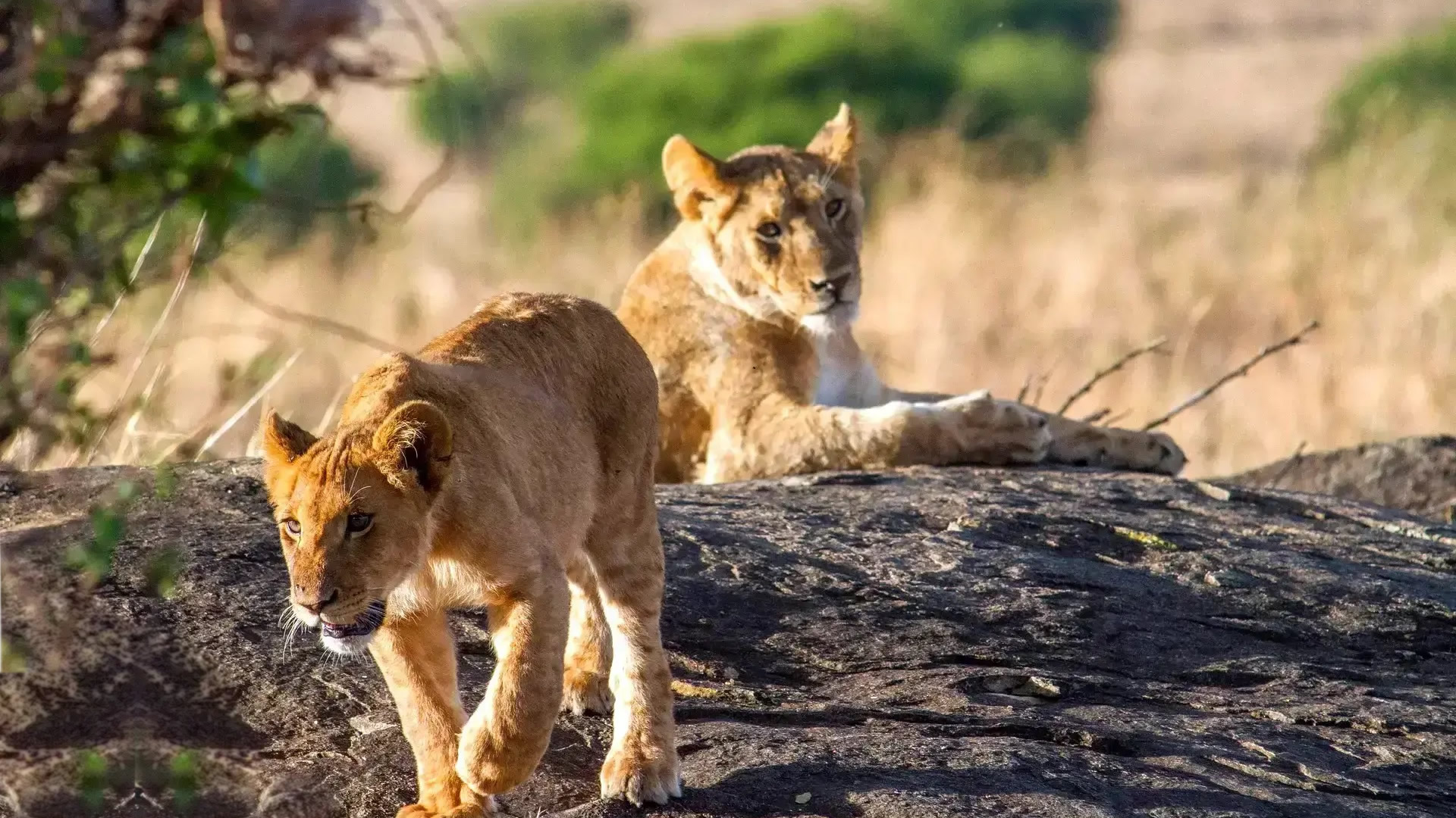 Lake Manyara National Park