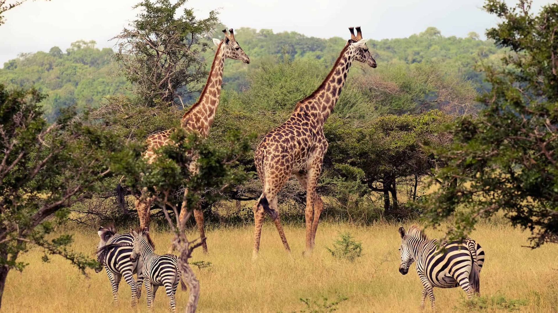 Nyerere National Park (Selous) Nyerere National Park (Selous)
