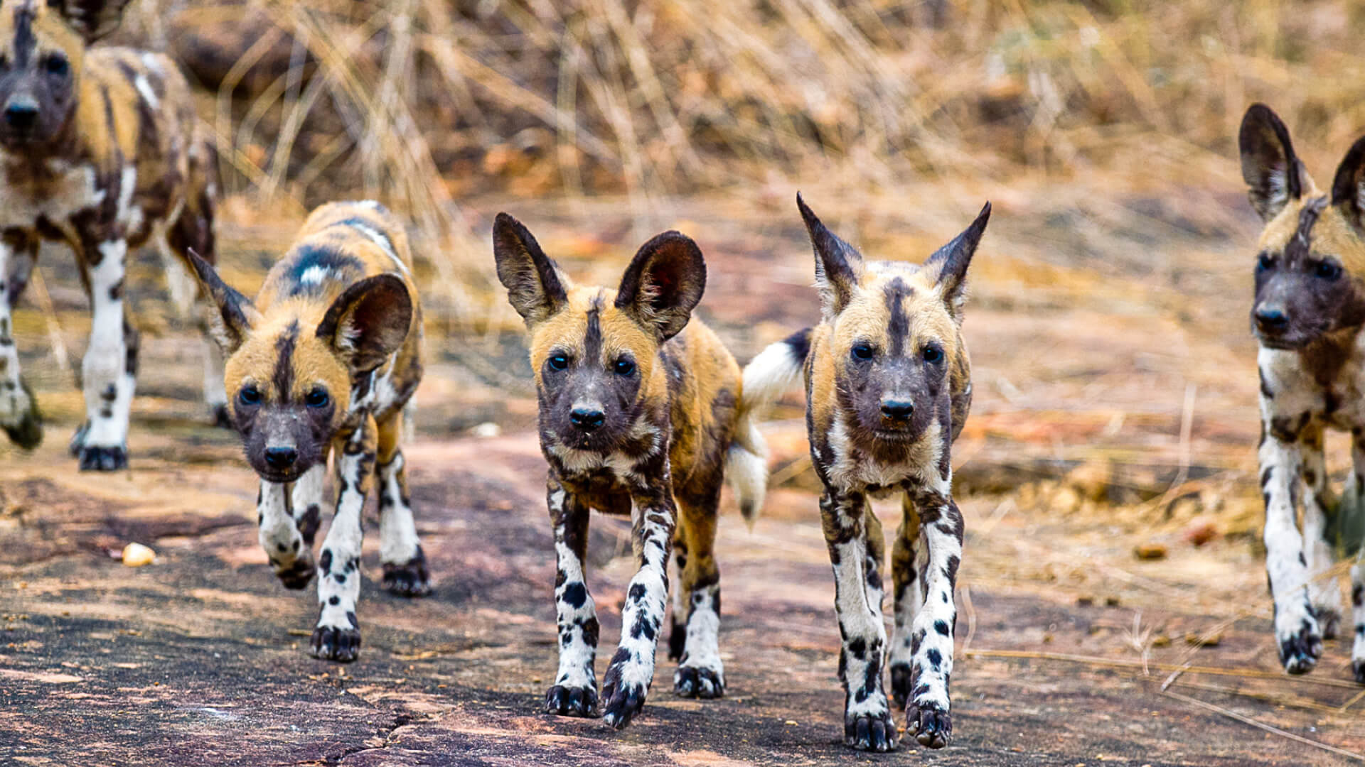 Nyerere National Park (Selous) Nyerere National Park (Selous)