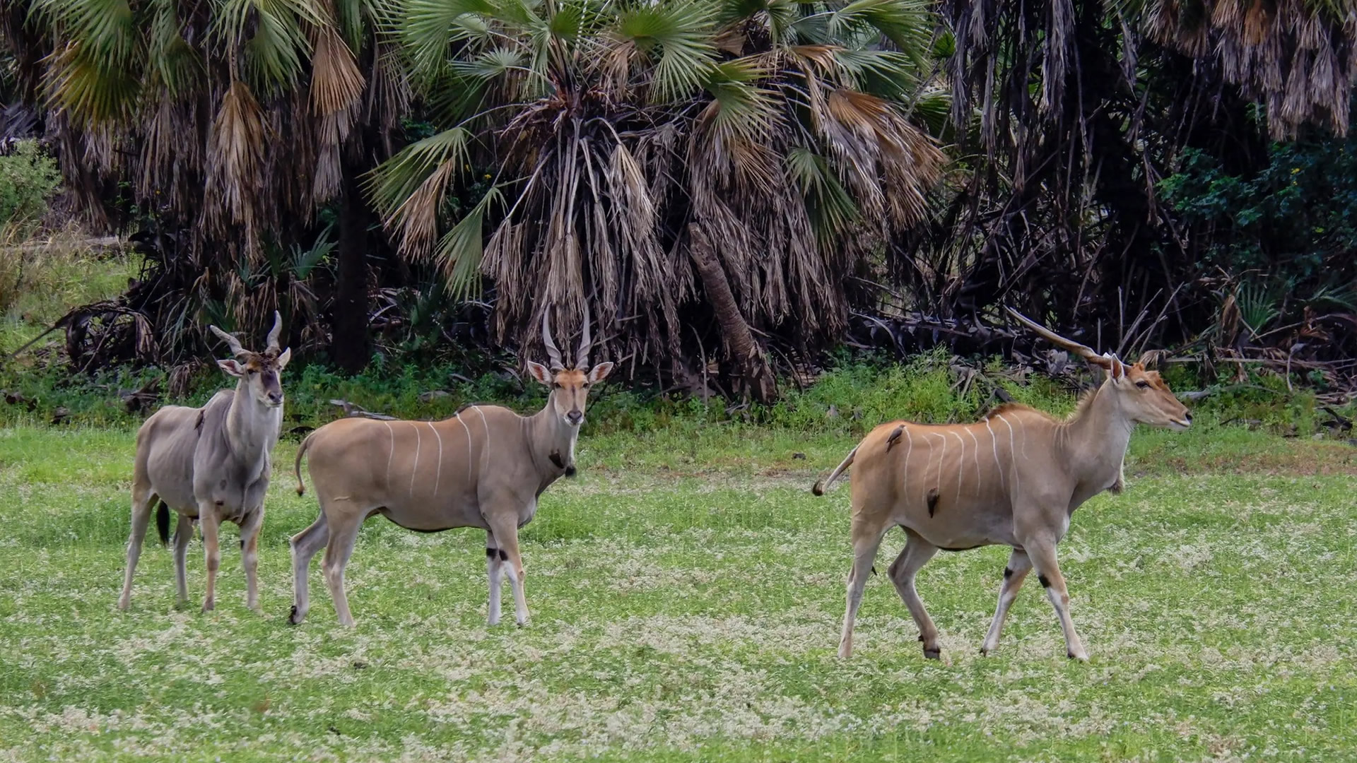 Nyerere National Park (Selous) Nyerere National Park (Selous)
