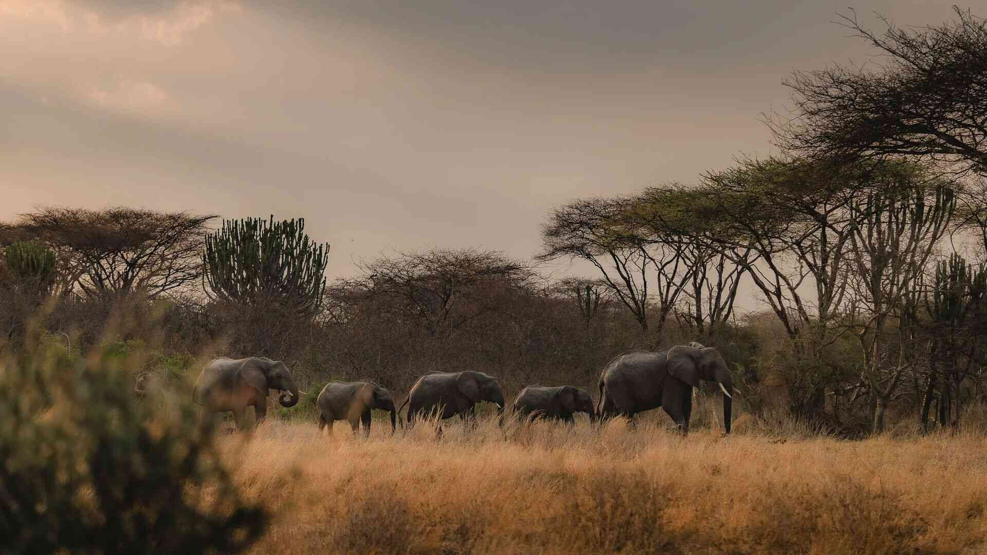 Ruaha National Park
