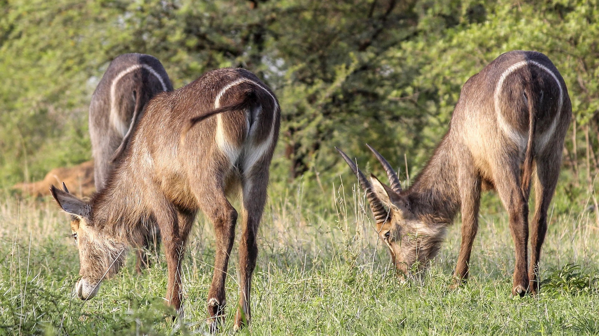 Ruaha National Park
