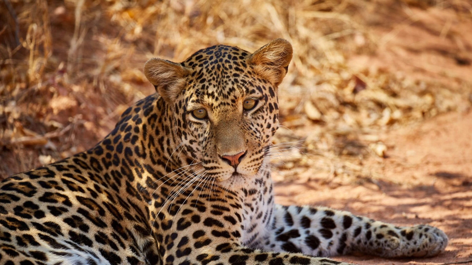 Ruaha National Park