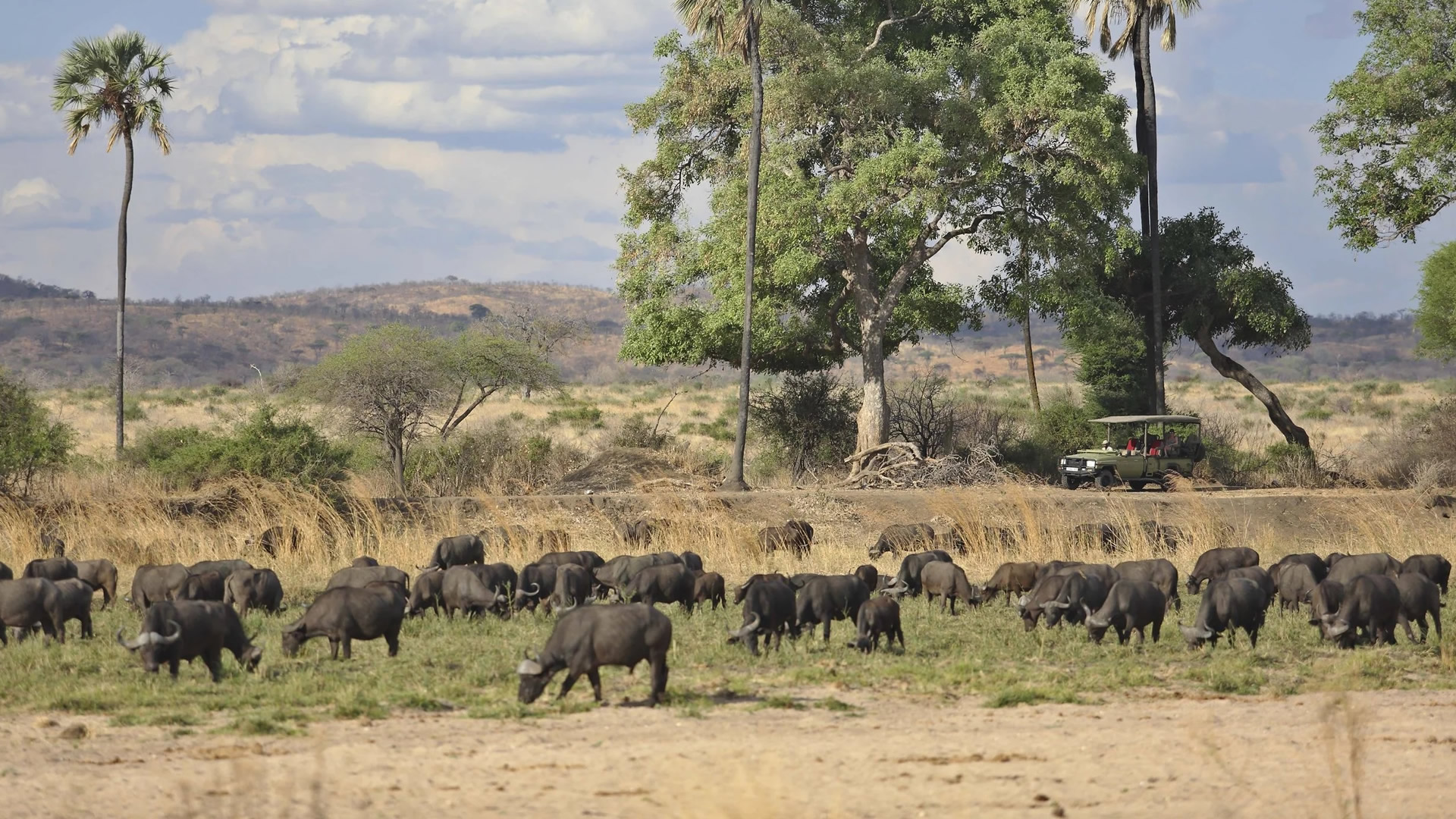Ruaha National Park