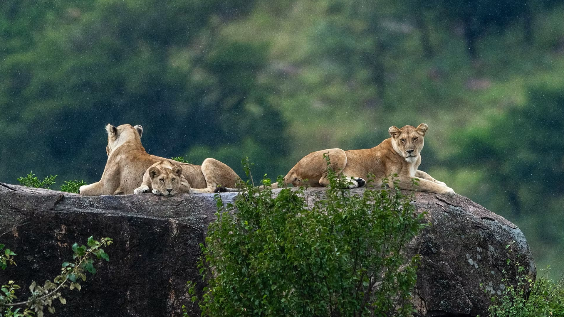 Serengeti National Park