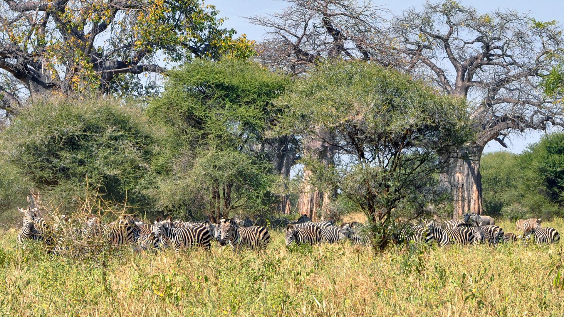 Tarangire National Park