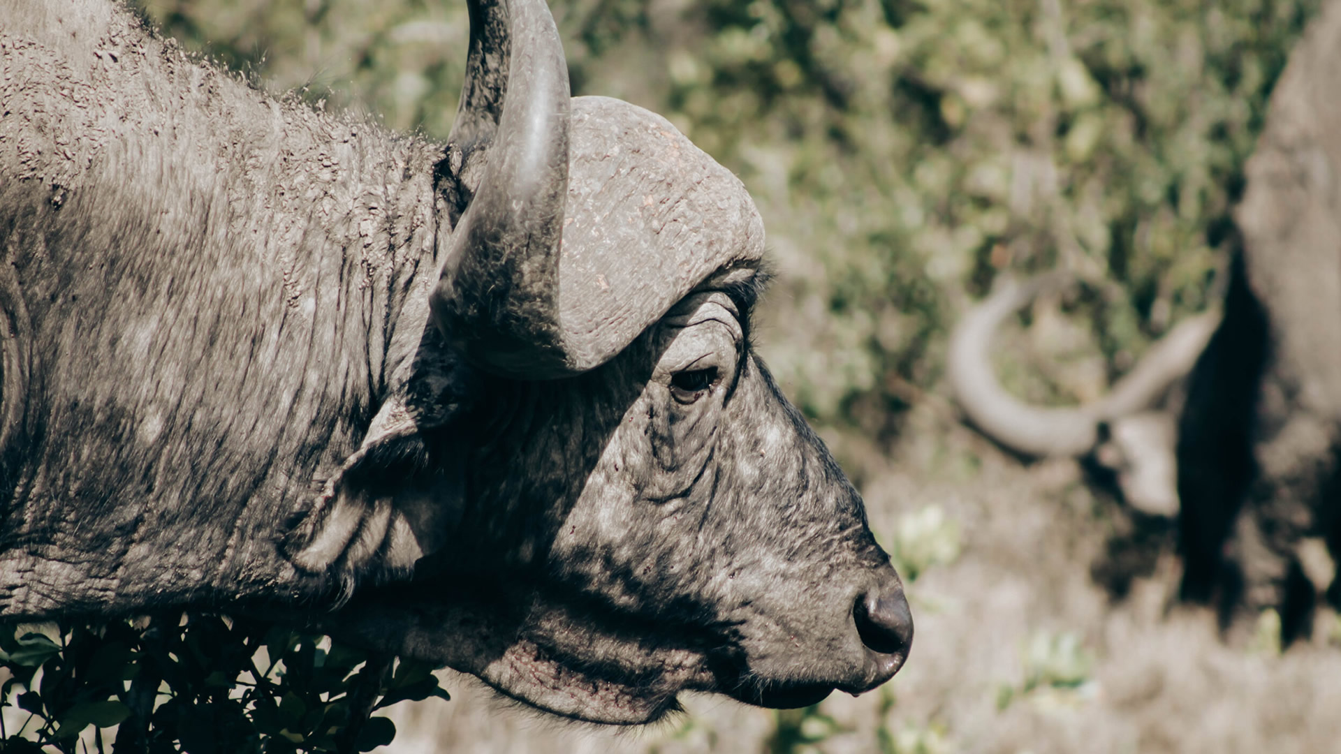Tarangire National Park