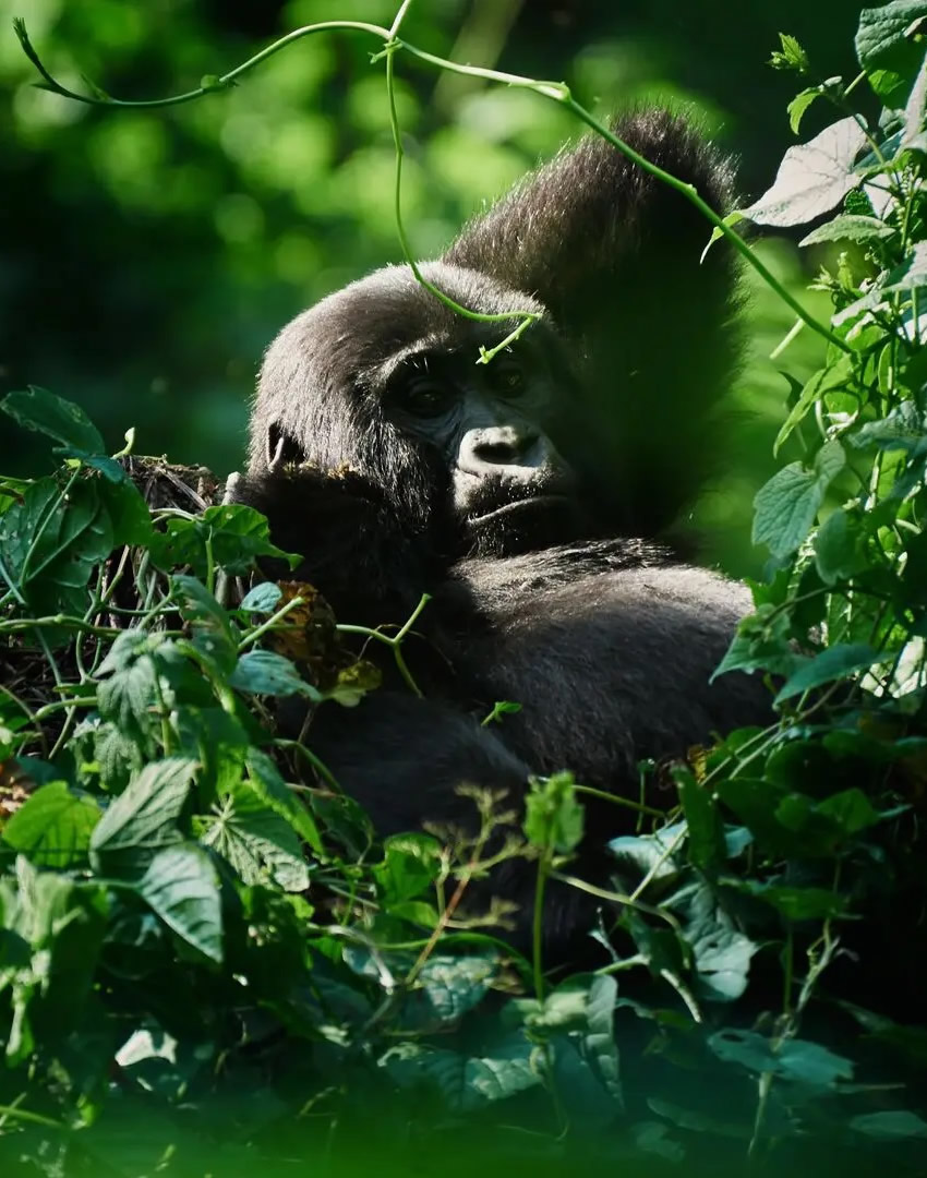 Bwindi Impenetrable National Park