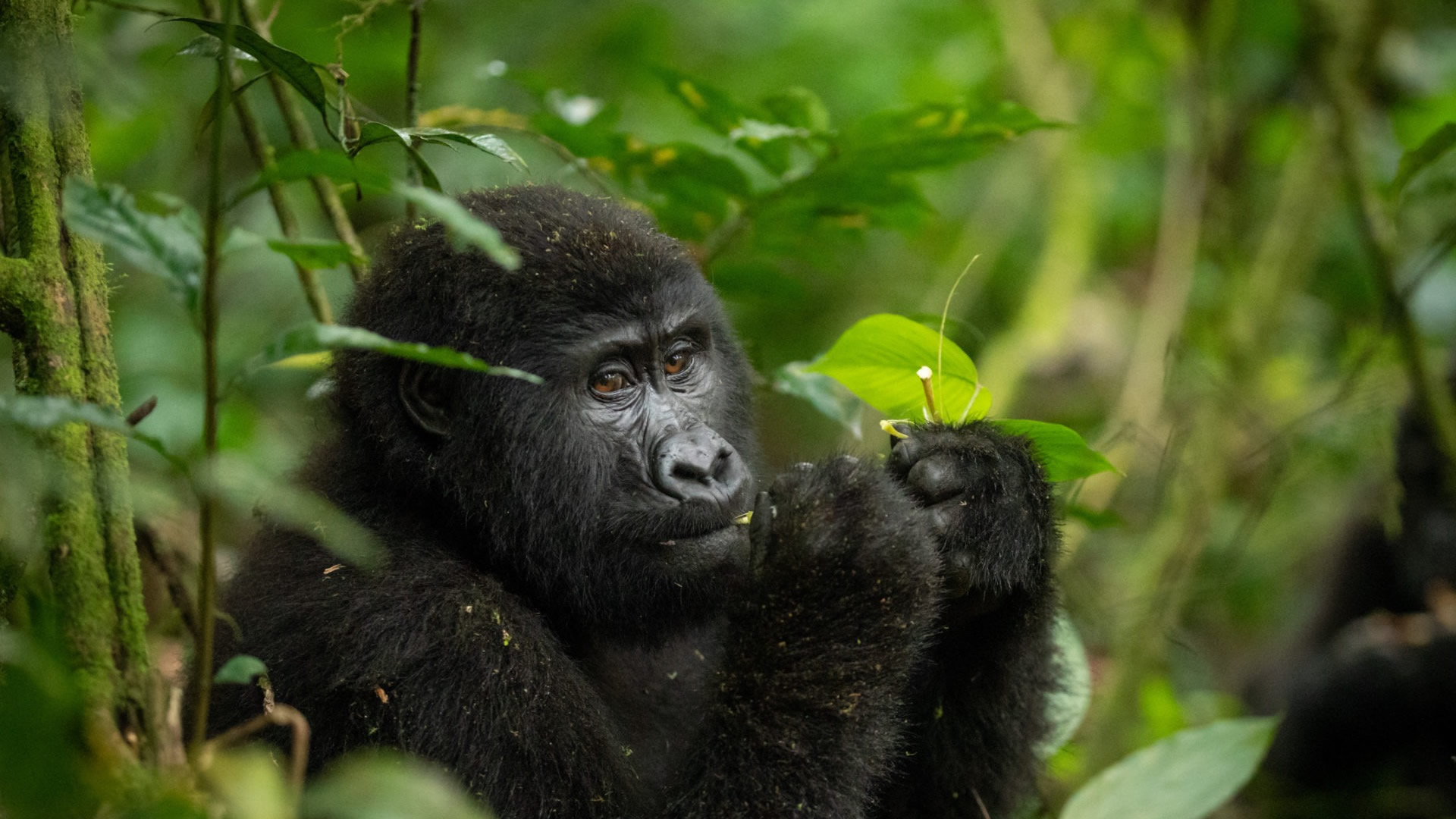 Bwindi Impenetrable National Park