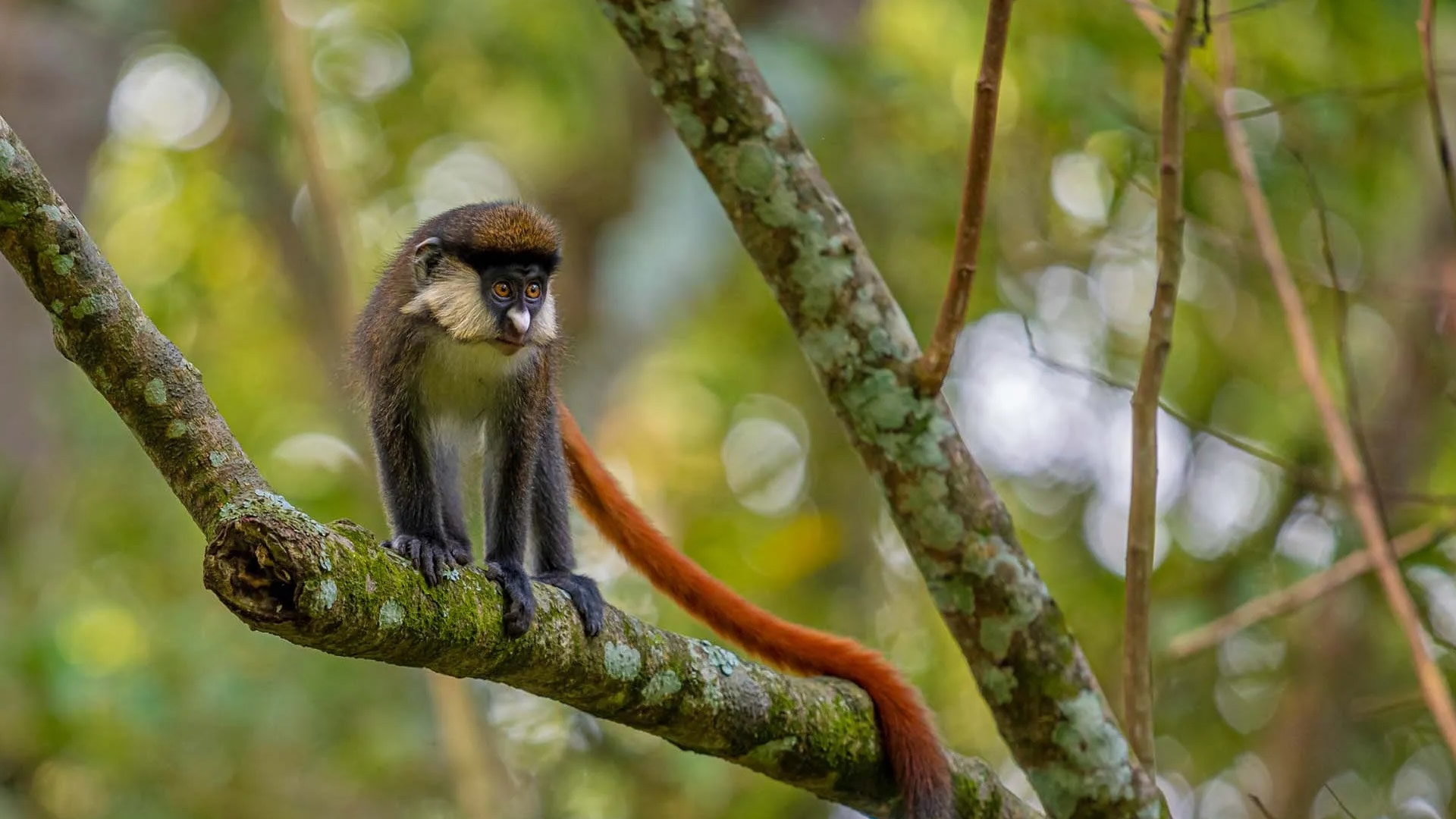 Bwindi Impenetrable National Park