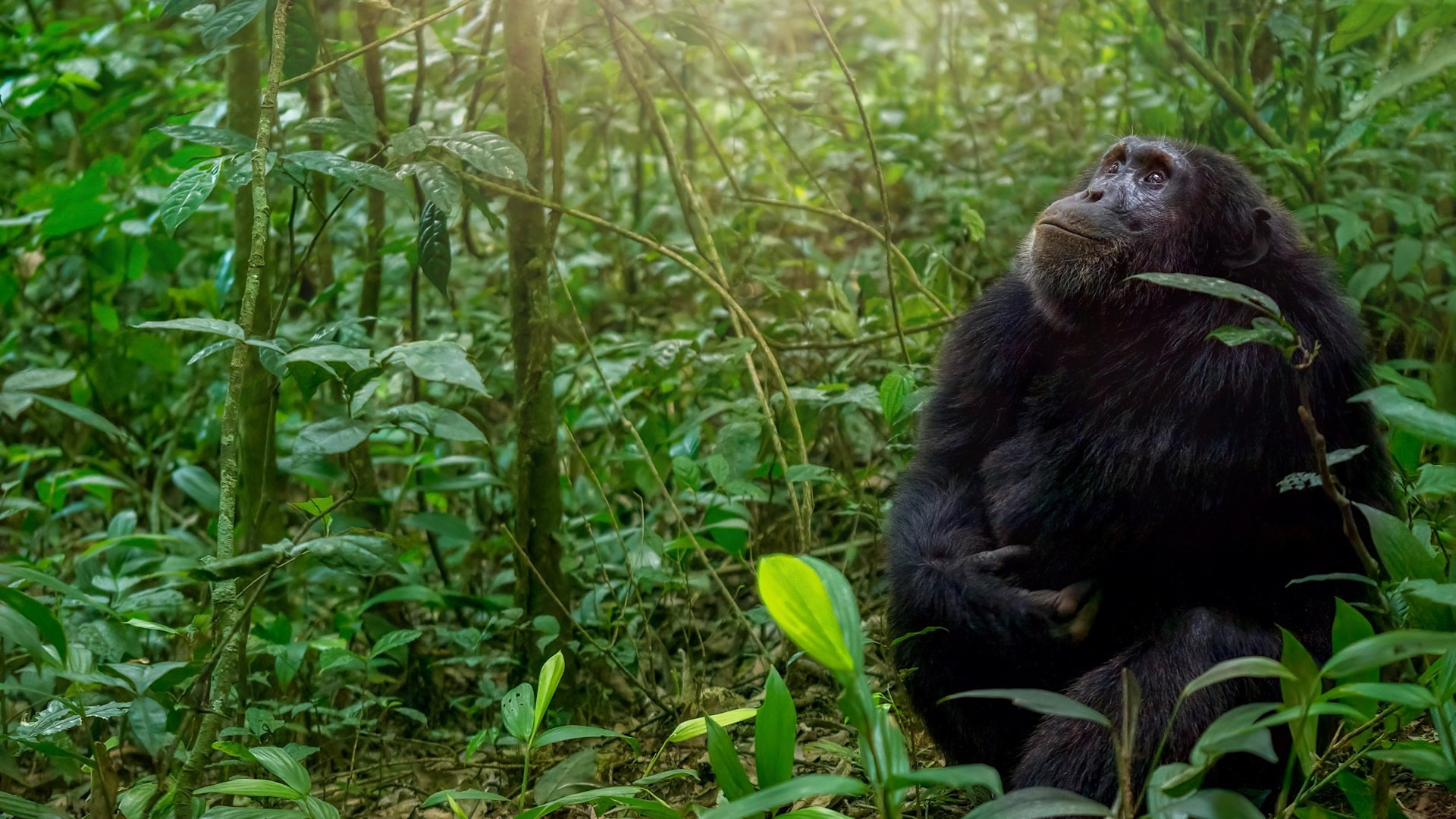 Bwindi Impenetrable National Park