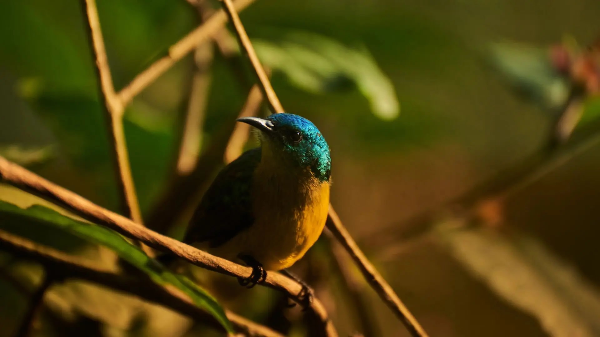 Bwindi Impenetrable National Park