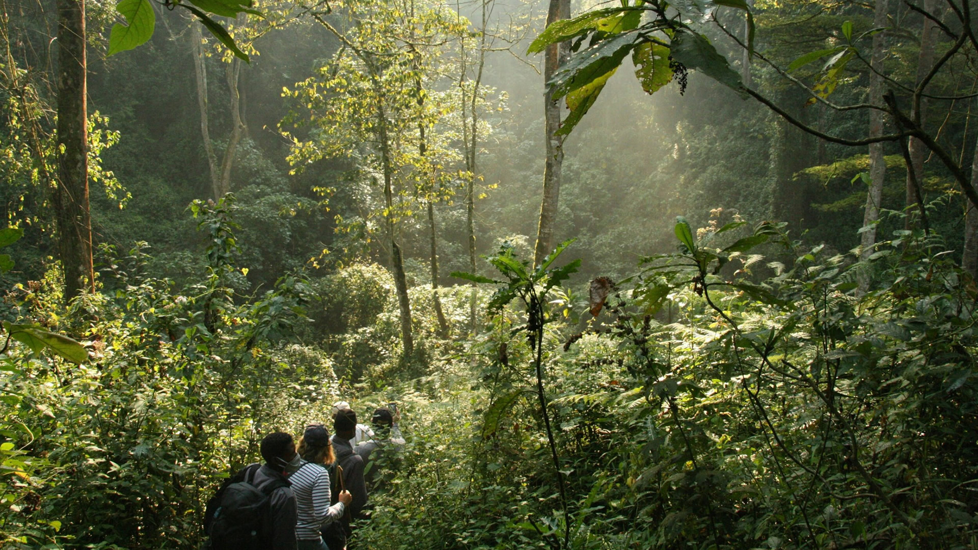 Bwindi Impenetrable National Park